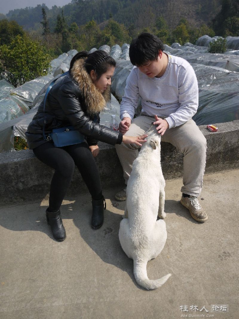 犬什么日成语_成语故事图片