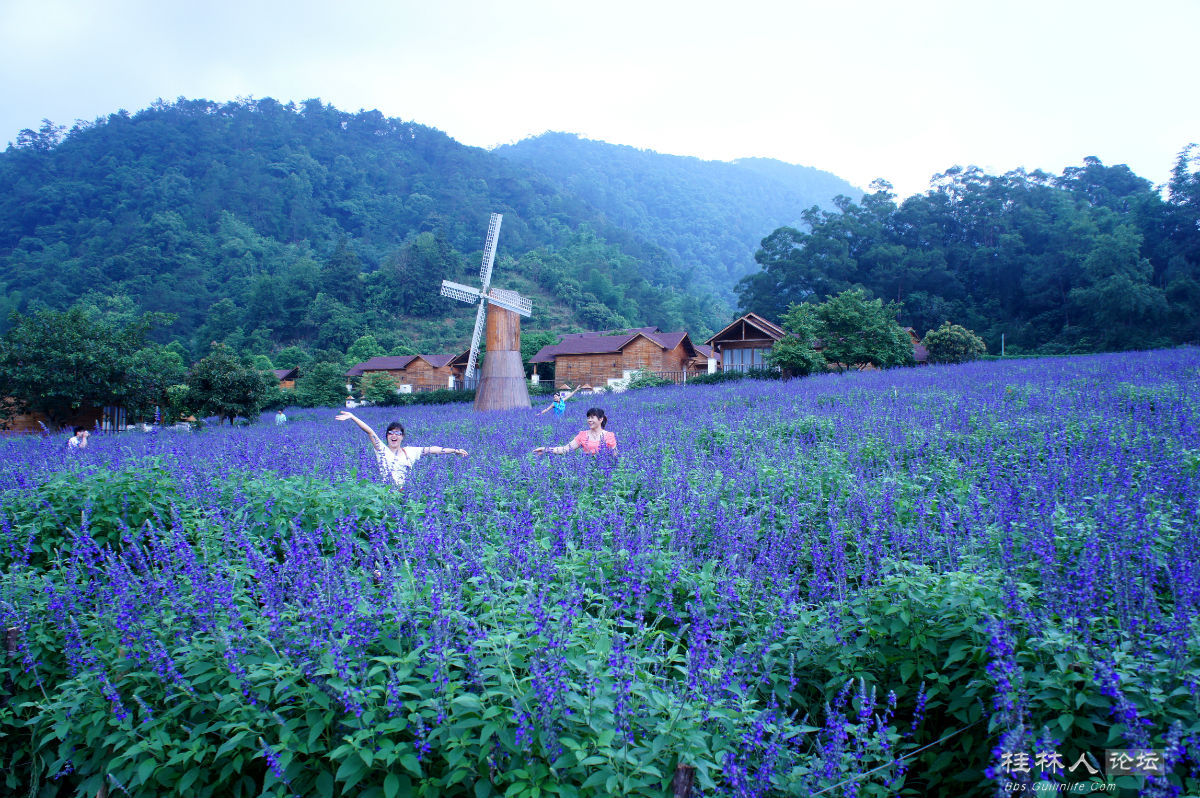 【与狼共舞】群4月26--27日盘龙峡a攻略攻略薰衣草老子紫色残不脑森林图片