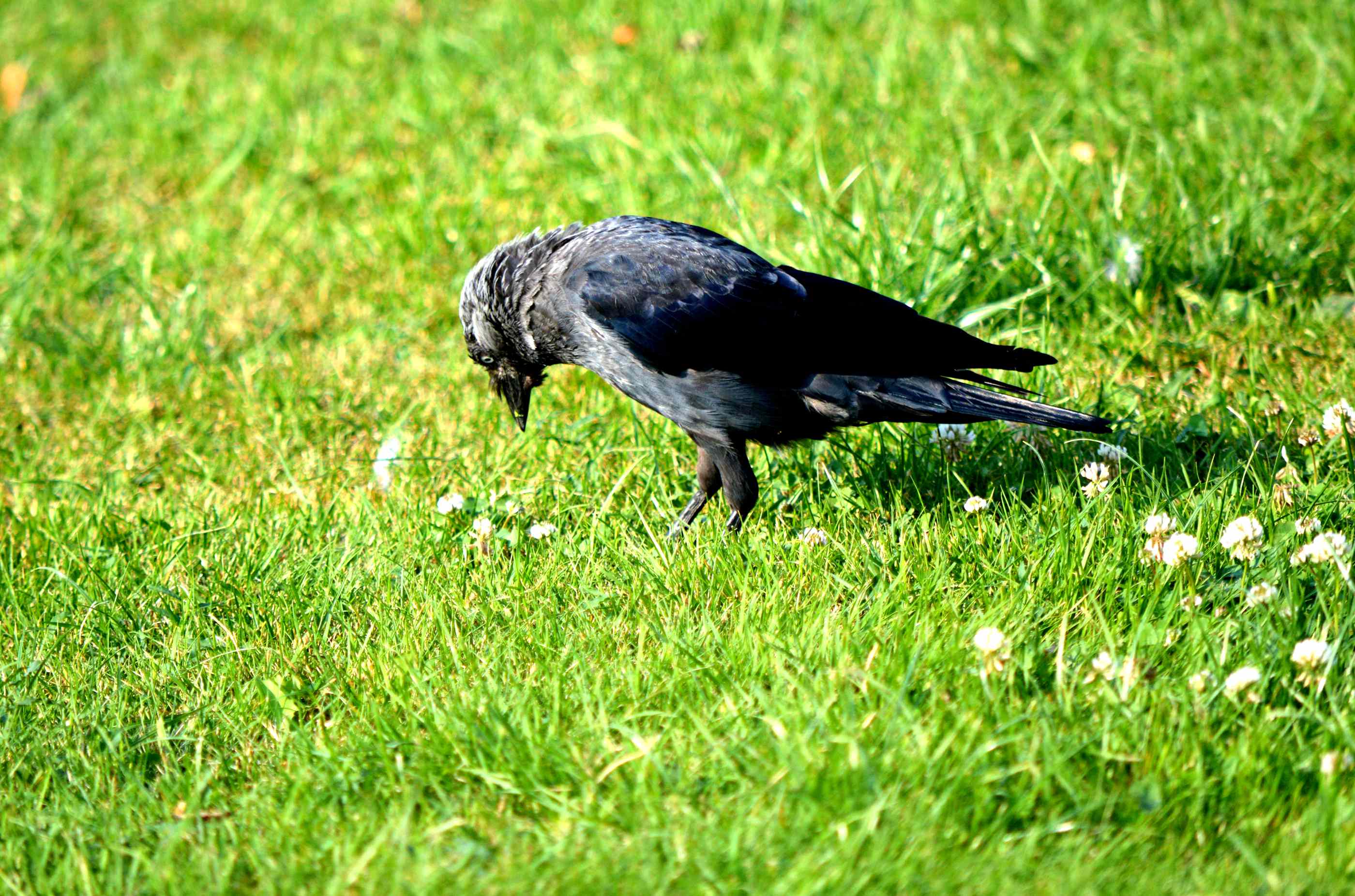 山上的乌鸦一般黑 222156c0k85zpiap1b1s58.jpg