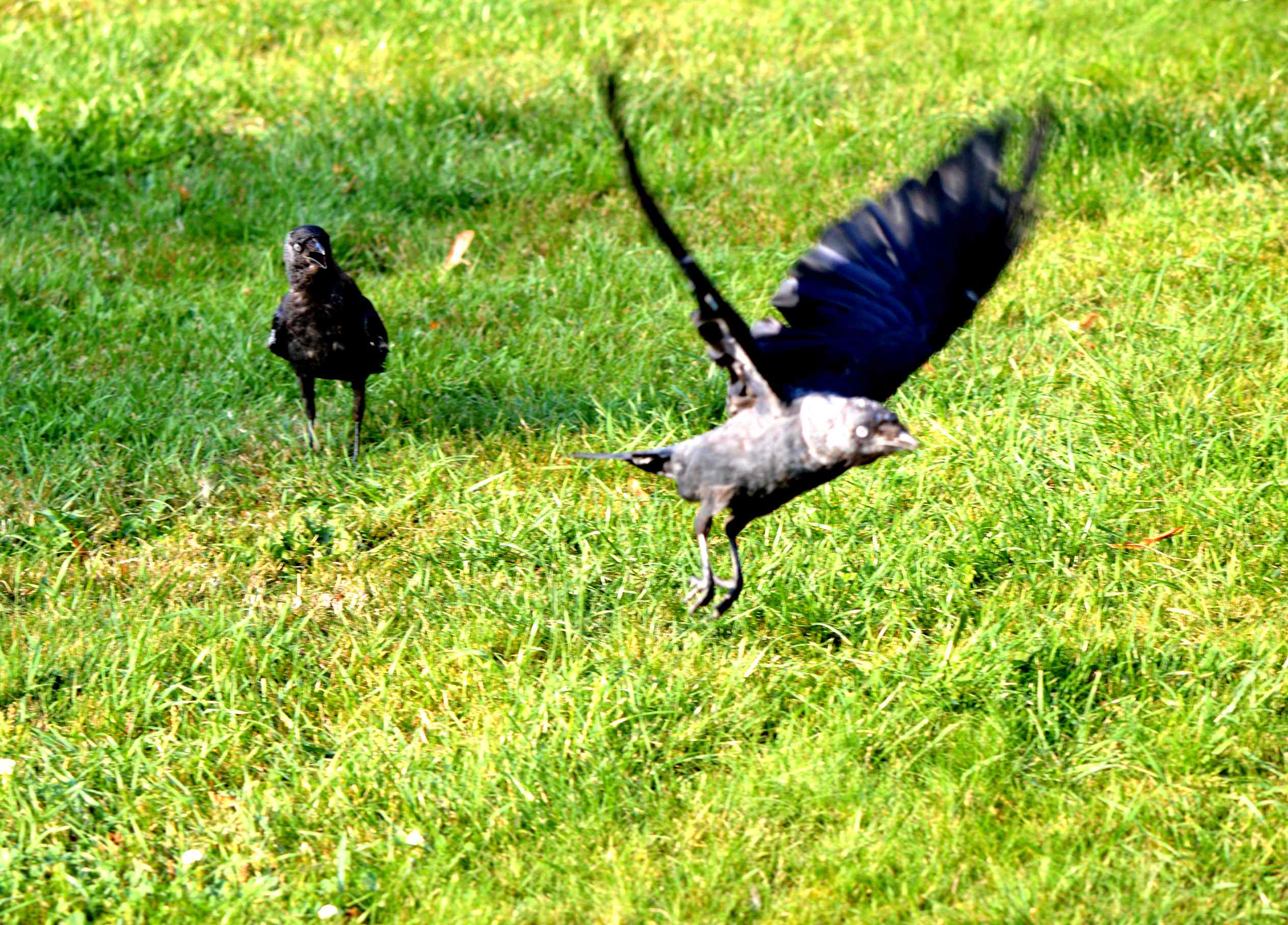 山上的乌鸦一般黑 222310nki63llk525n7oio.jpg