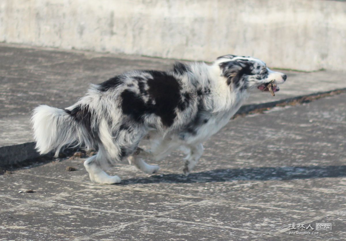 顶级陨石色边境牧羊犬对外借配 宠物花鸟 塞班岛娱乐城