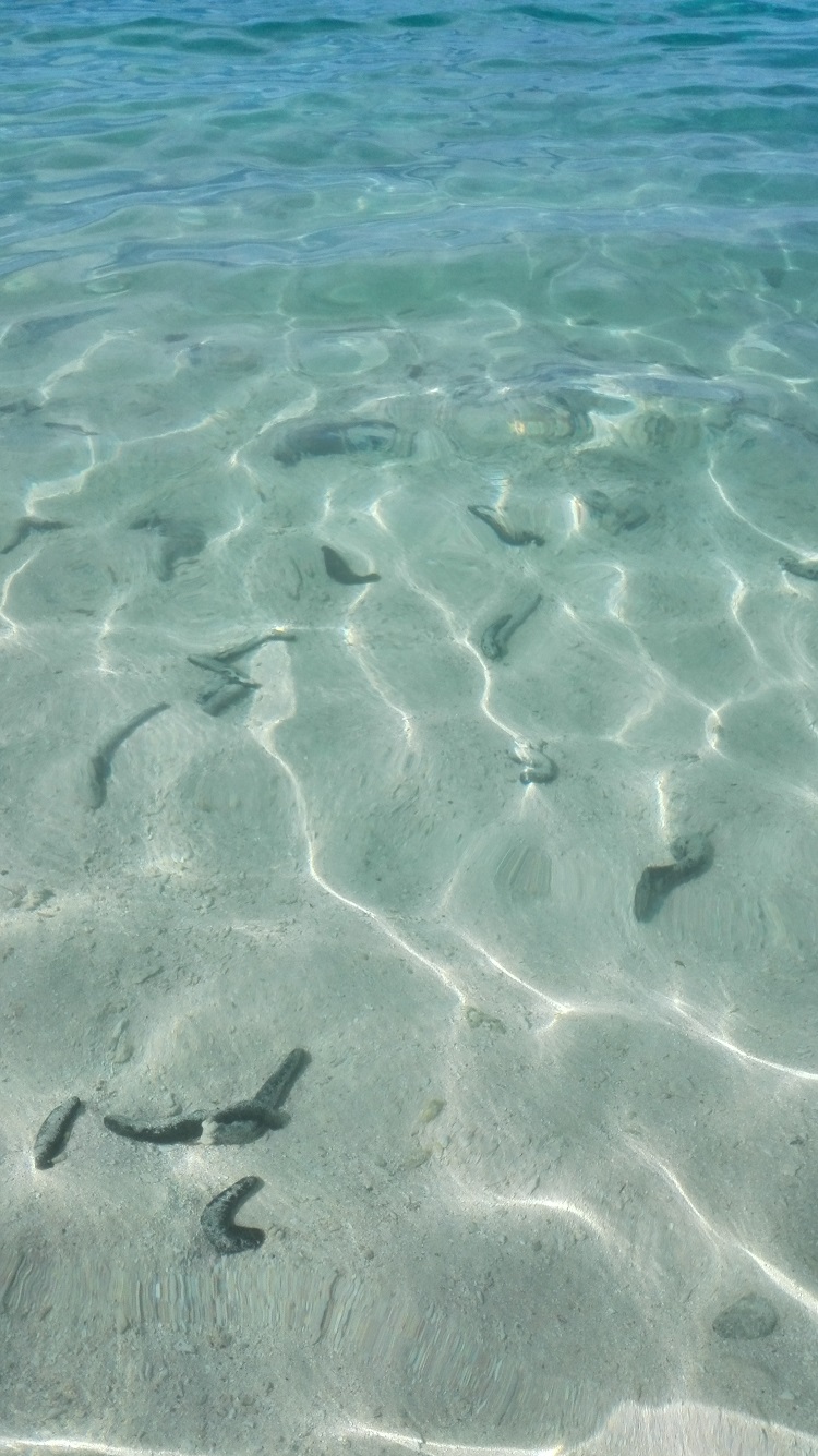 先甜后苦的瓦努阿图之旅 - 游山玩水 桂林人论坛