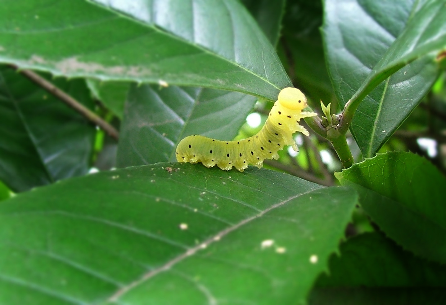 青虫青虫子