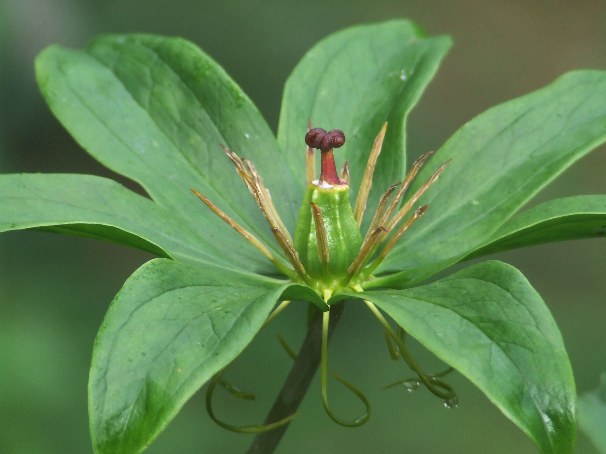 2017-2022年中国植物无毒胶合剂行业深度调研及发展策略研究报告目录