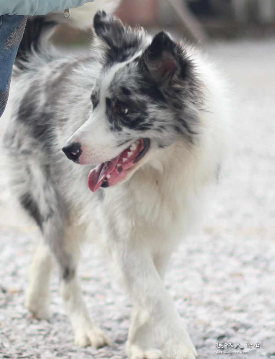 陨石色边境牧羊犬对外借配