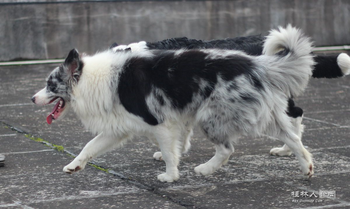 69 宠物花鸟 69 顶级陨石色边境牧羊犬对外借配 牧羊犬, 边牧