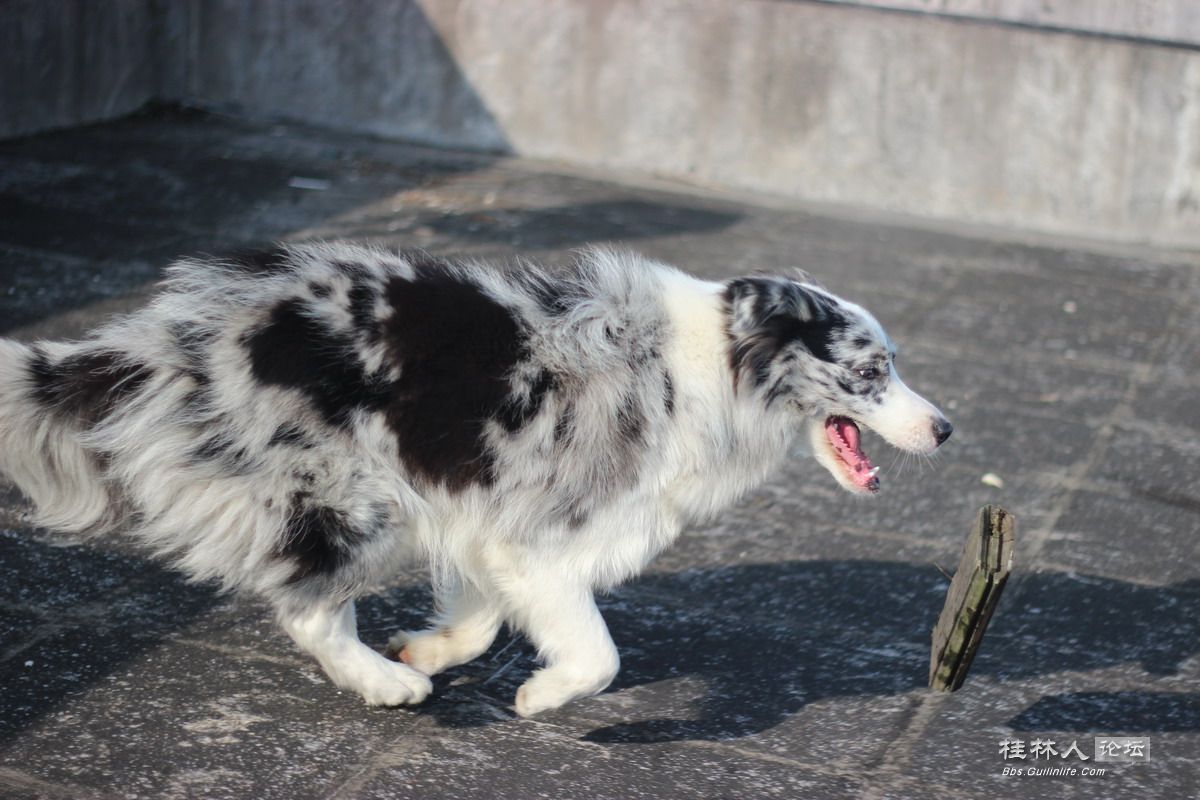 陨石色牧羊犬对外借配