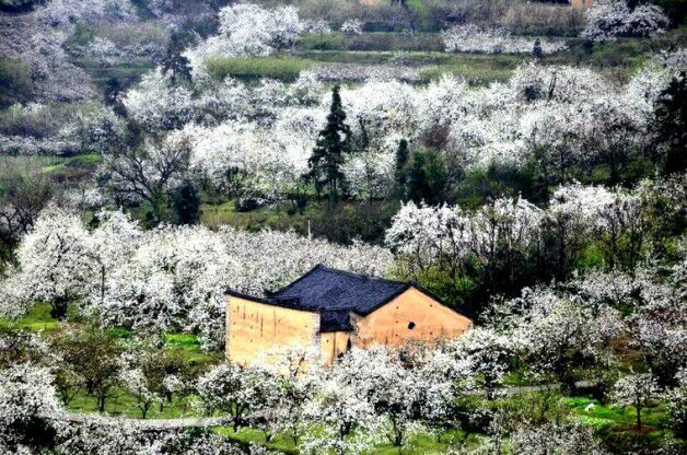【阳光健康群】2017年3月18日醉美灌阳千亩梨花盛晏55元人让你一次嗨