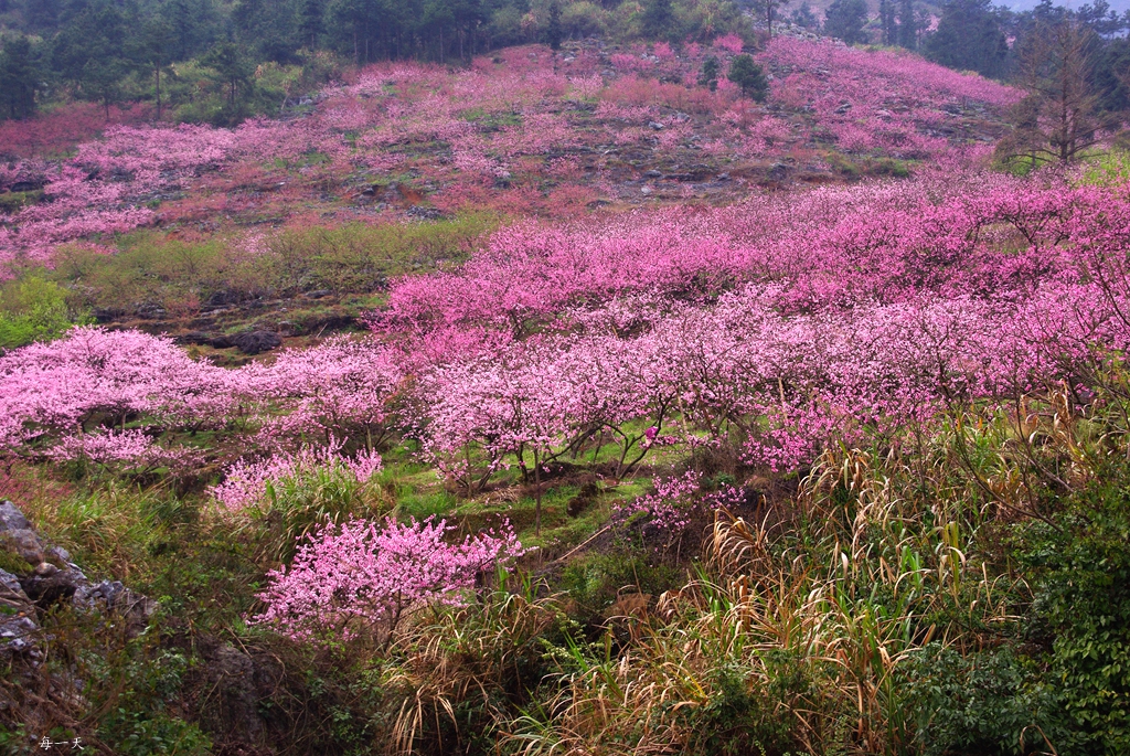 小平乐今年的桃花 - 风姿摄影 桂林人论坛