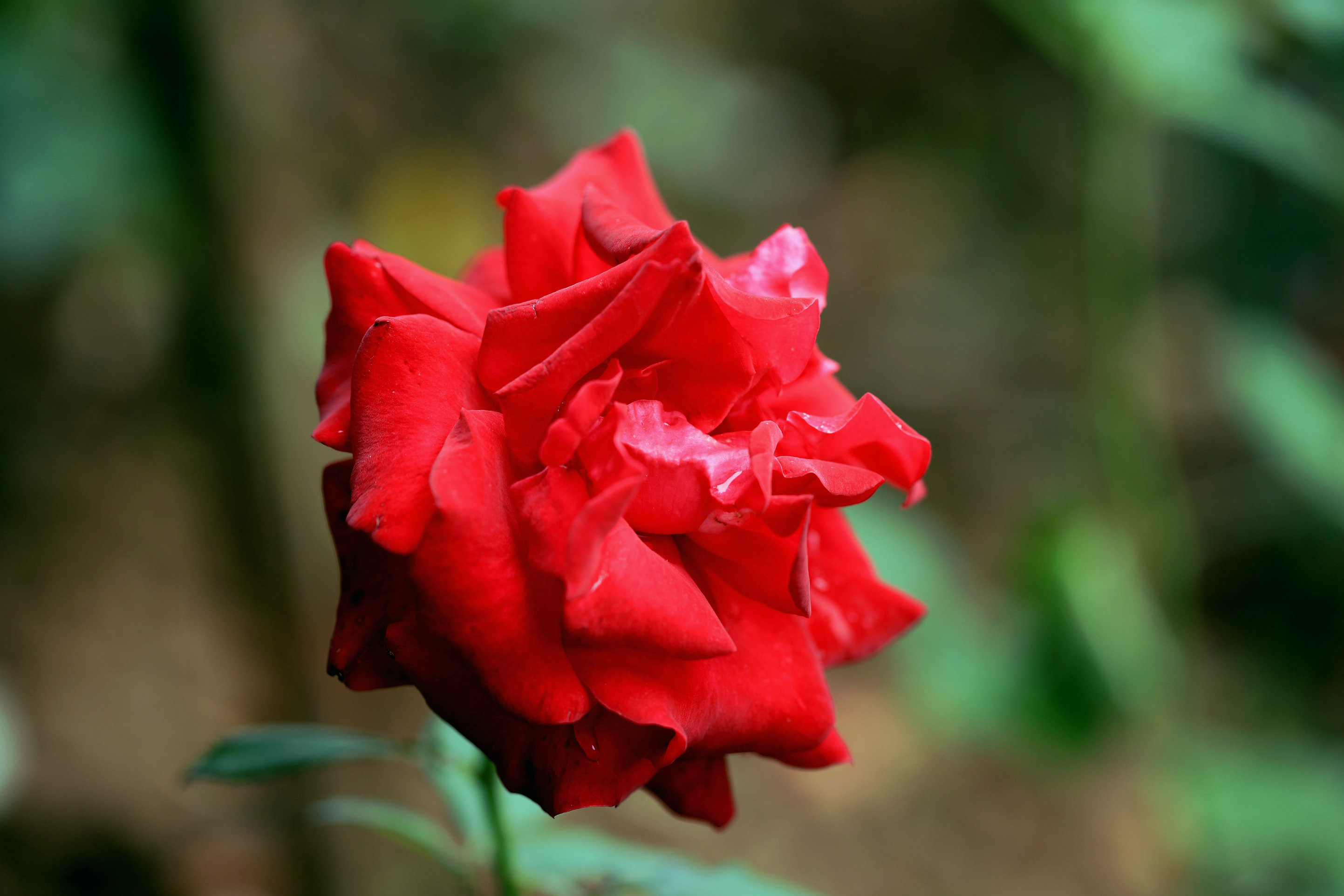 开满鲜花的虞山公园