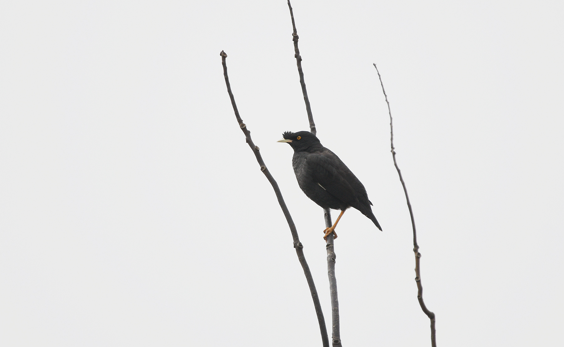 DSC_0905_.jpg