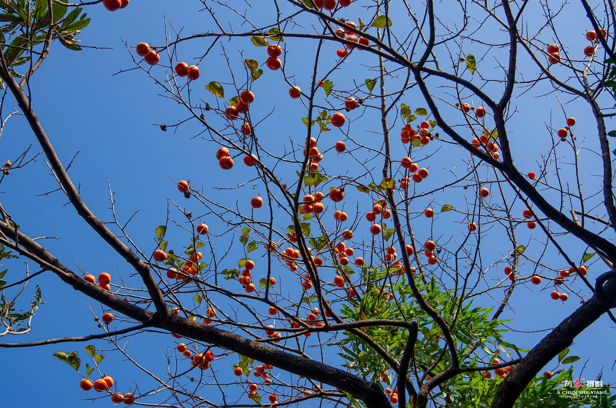 IMGP8630 _.jpg