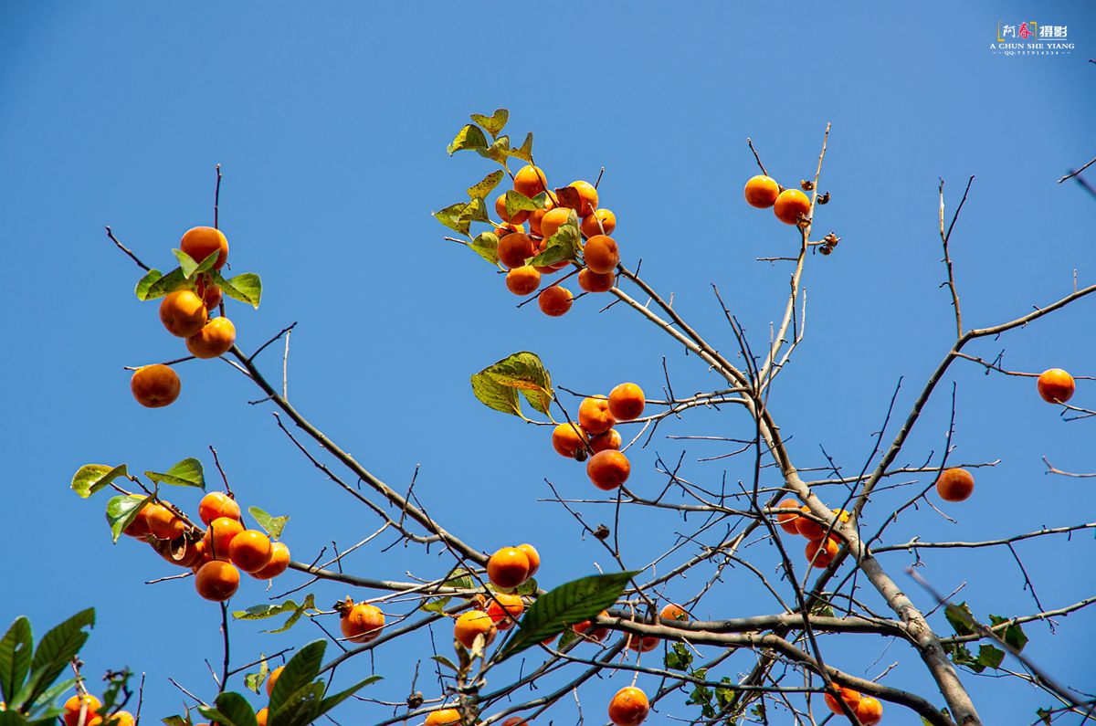 IMGP8655 _.jpg