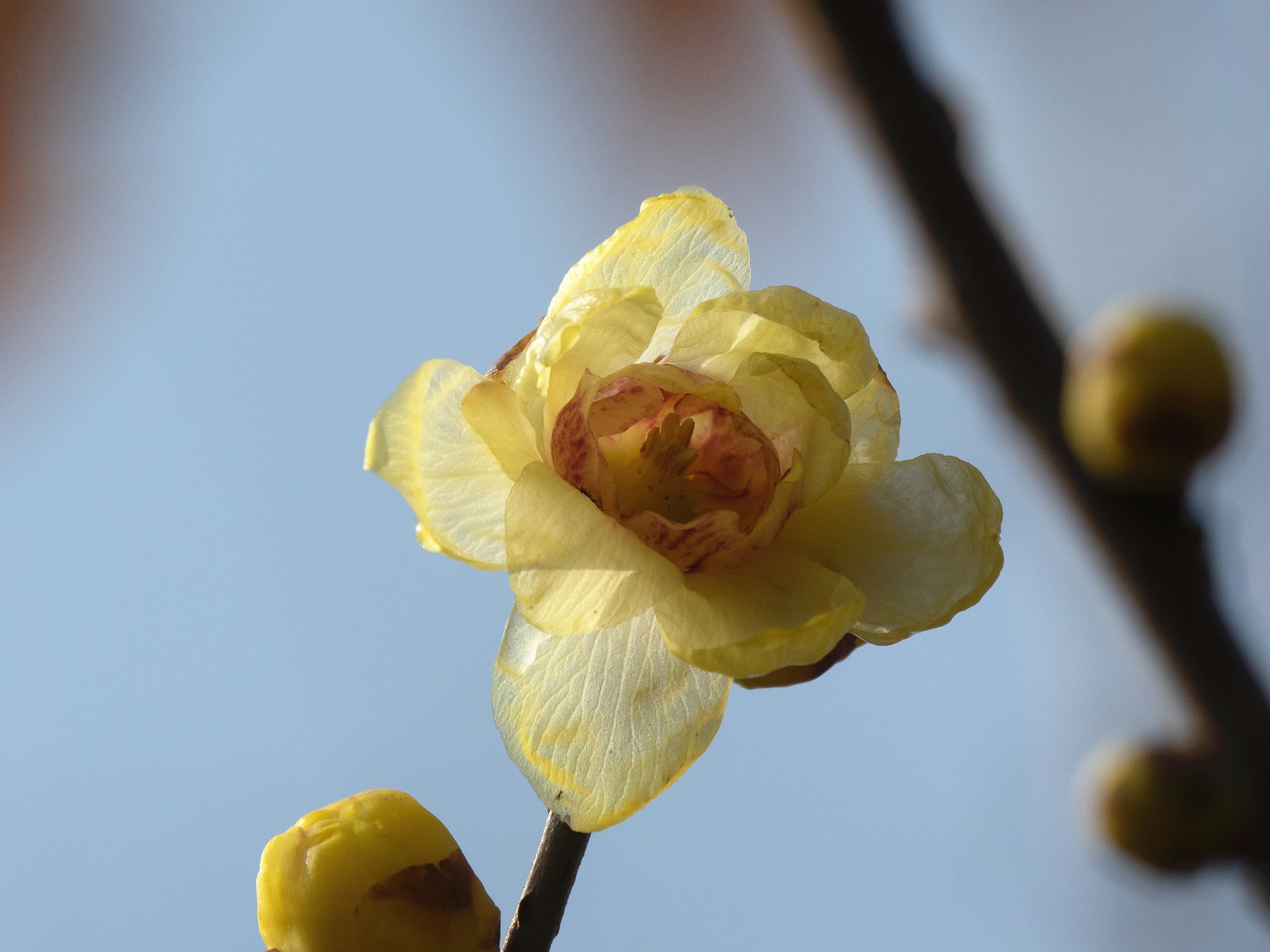 DSC00338__.jpg