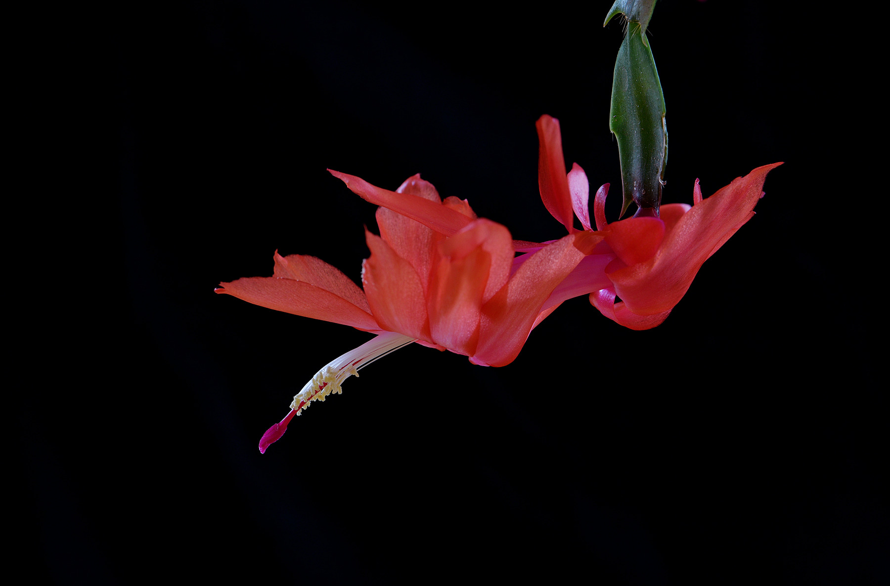 DSC_2411_.jpg