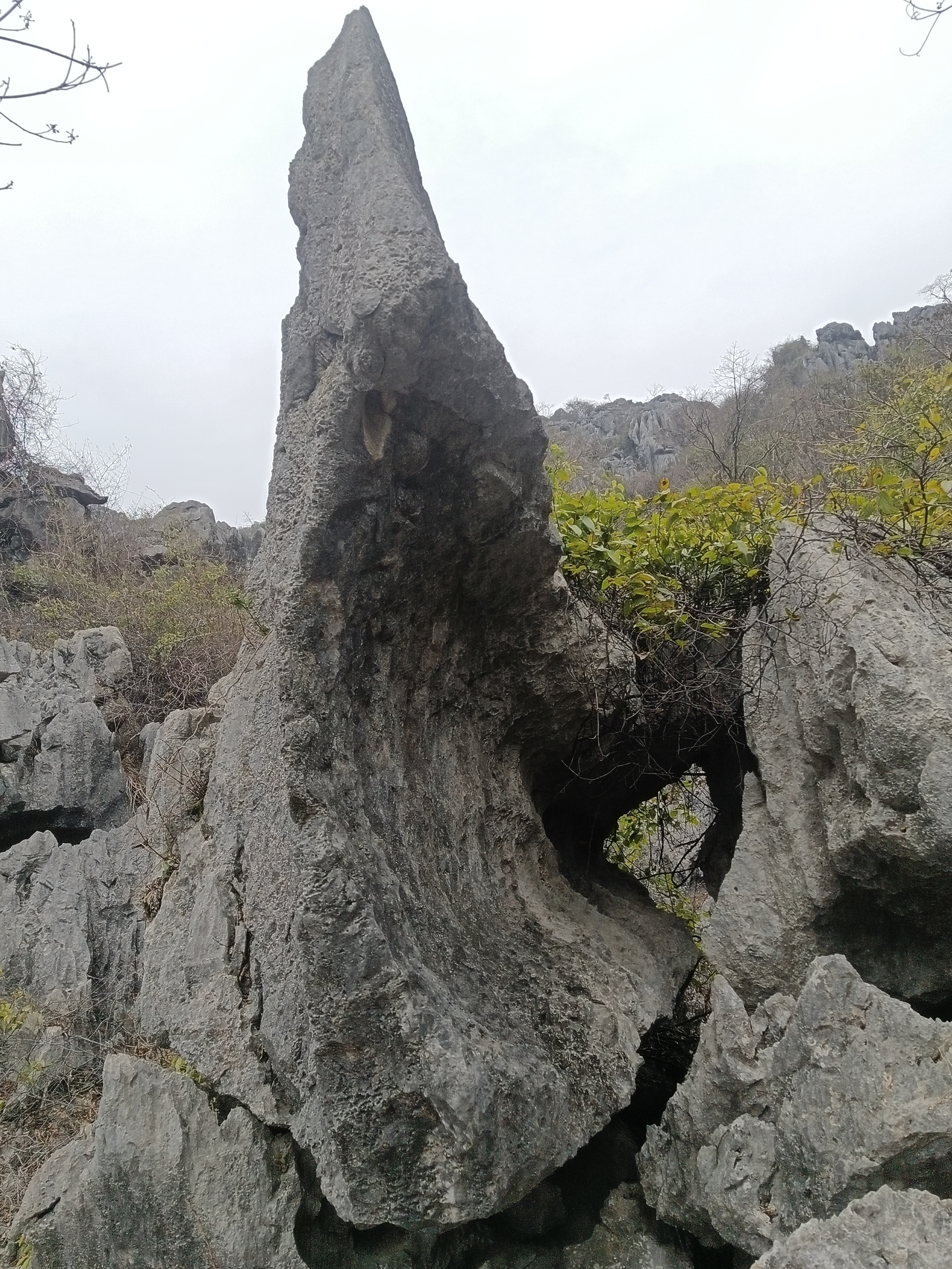 IMG_20230126_124946.jpg