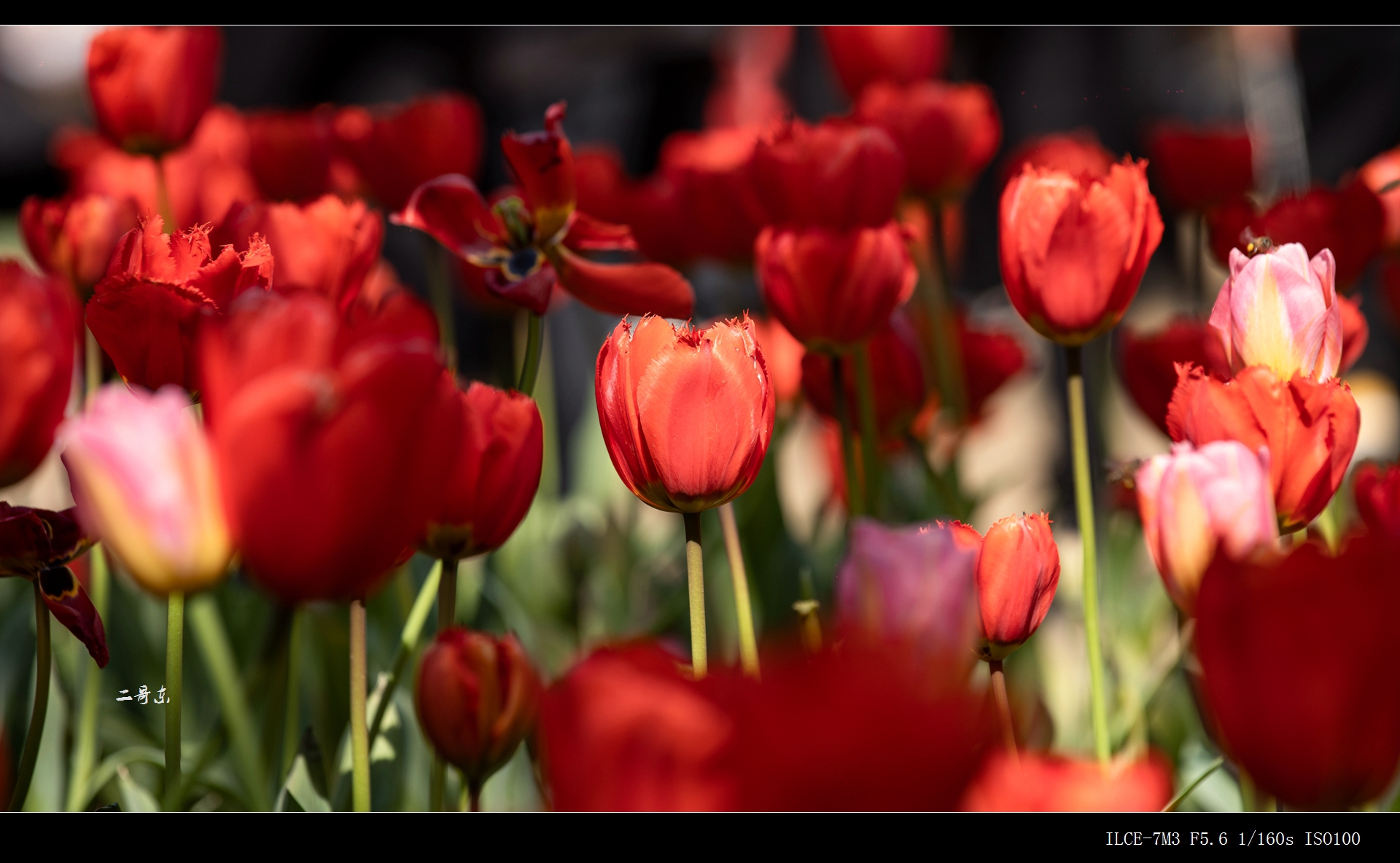 DSC00359.jpg