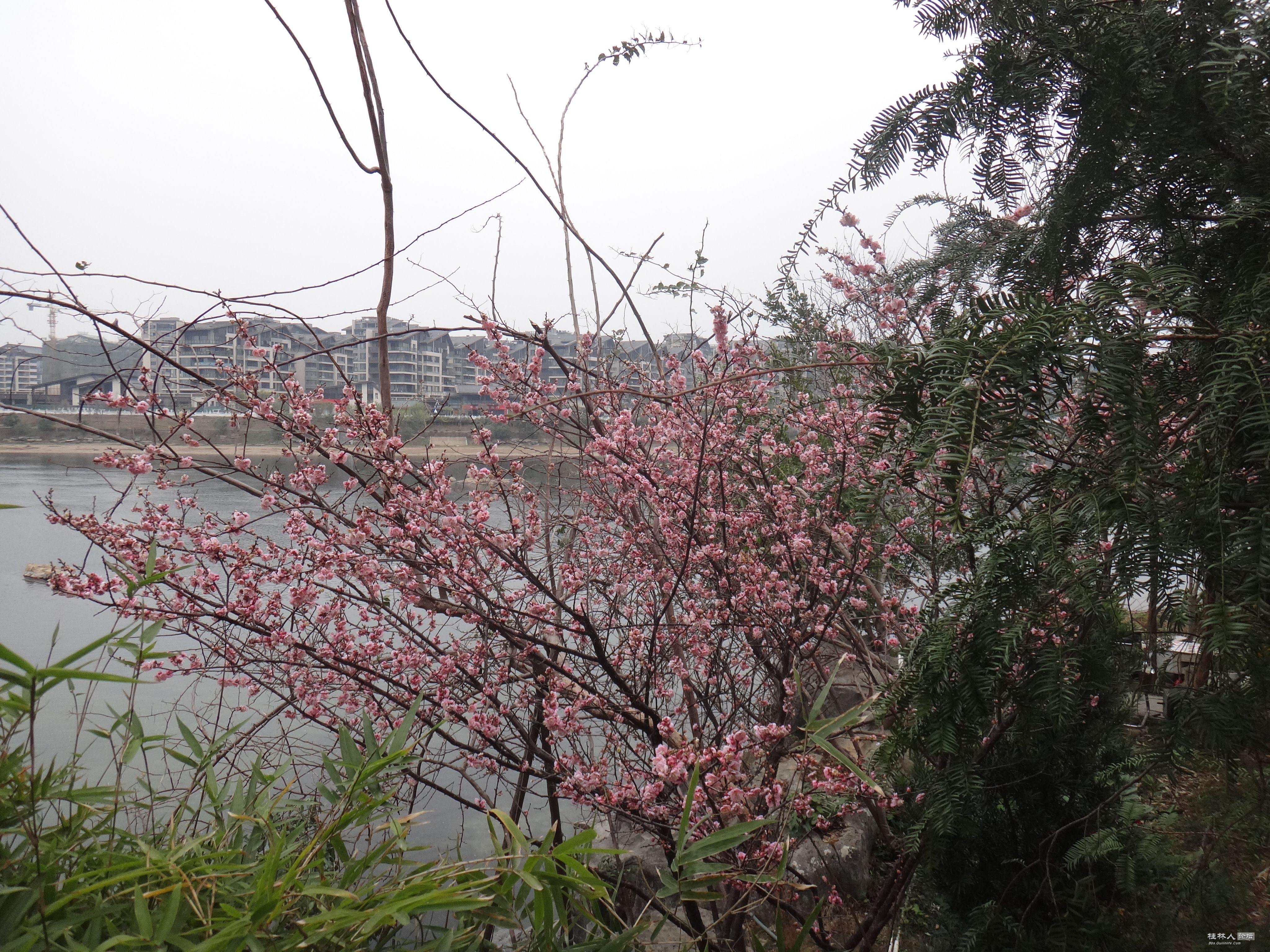 DSC03330.JPG