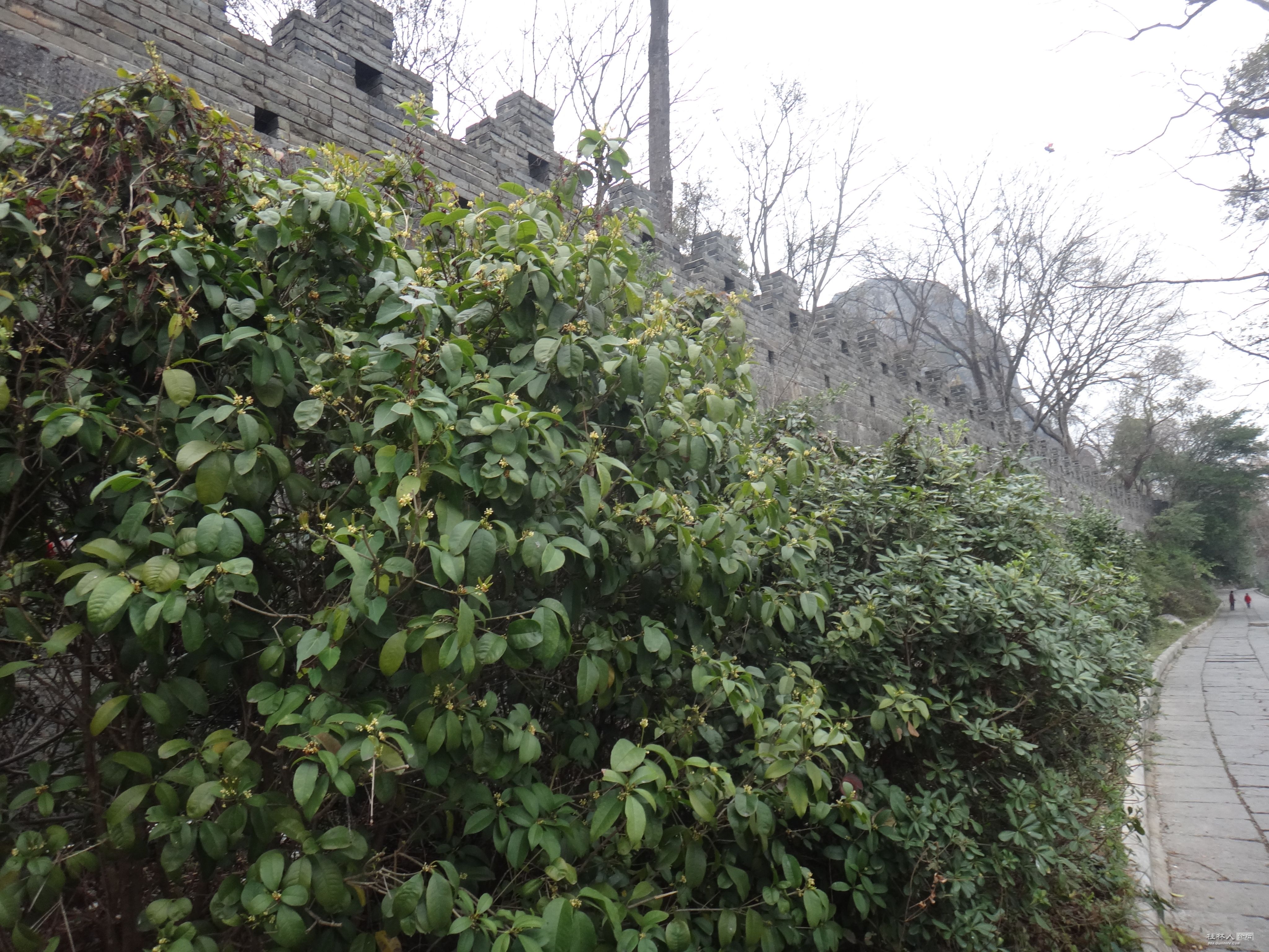 DSC03333.JPG