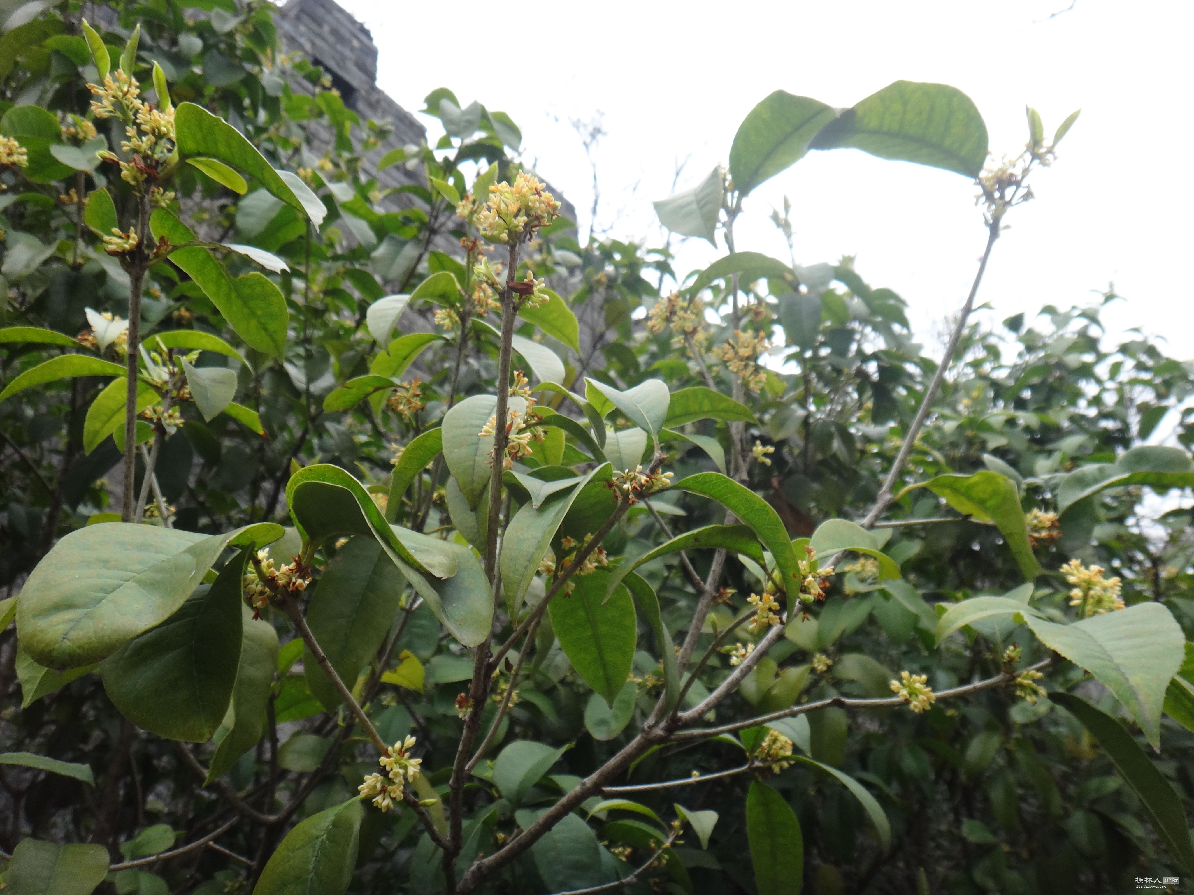 DSC03334.JPG