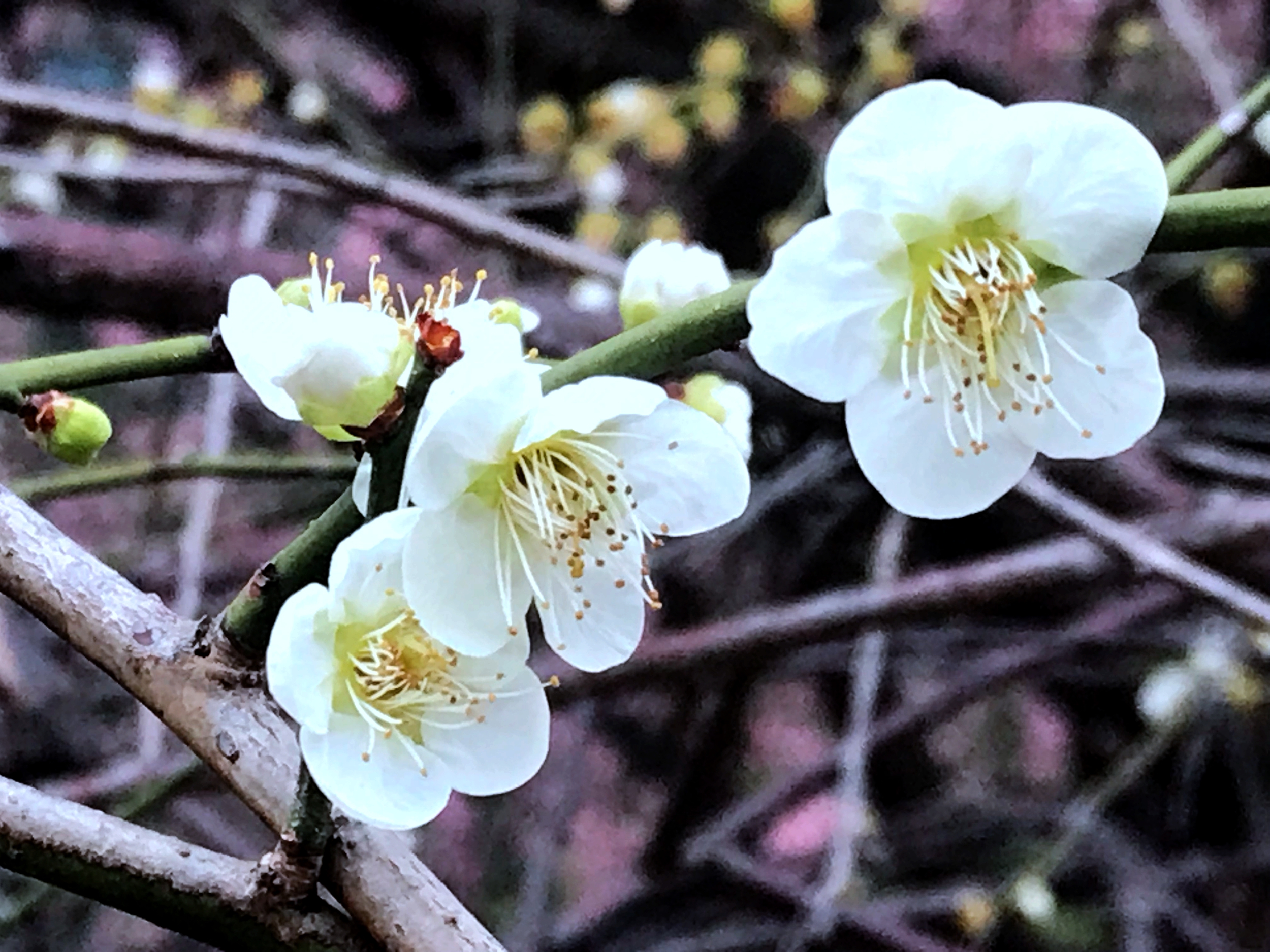 IMG_5463.JPG