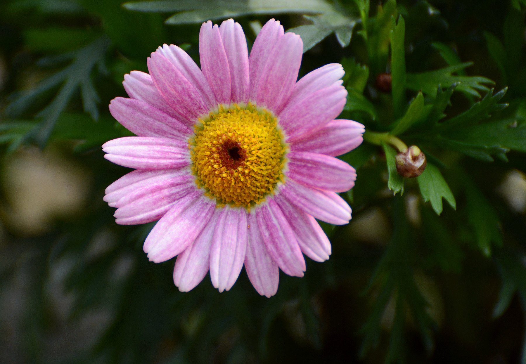 DSC_7851_.jpg