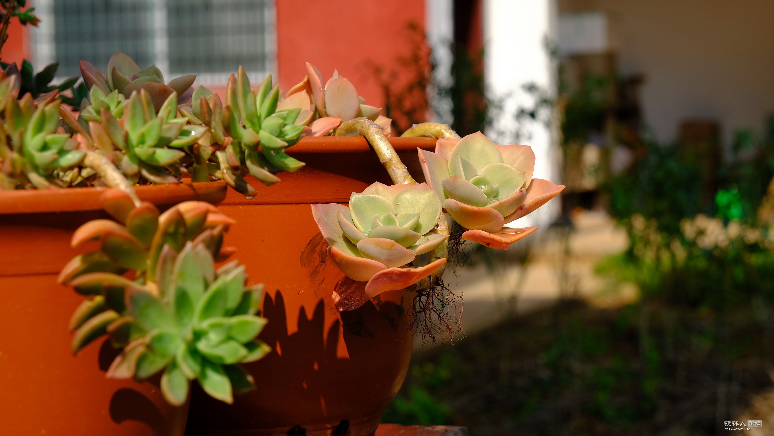 DSCF7045.JPG