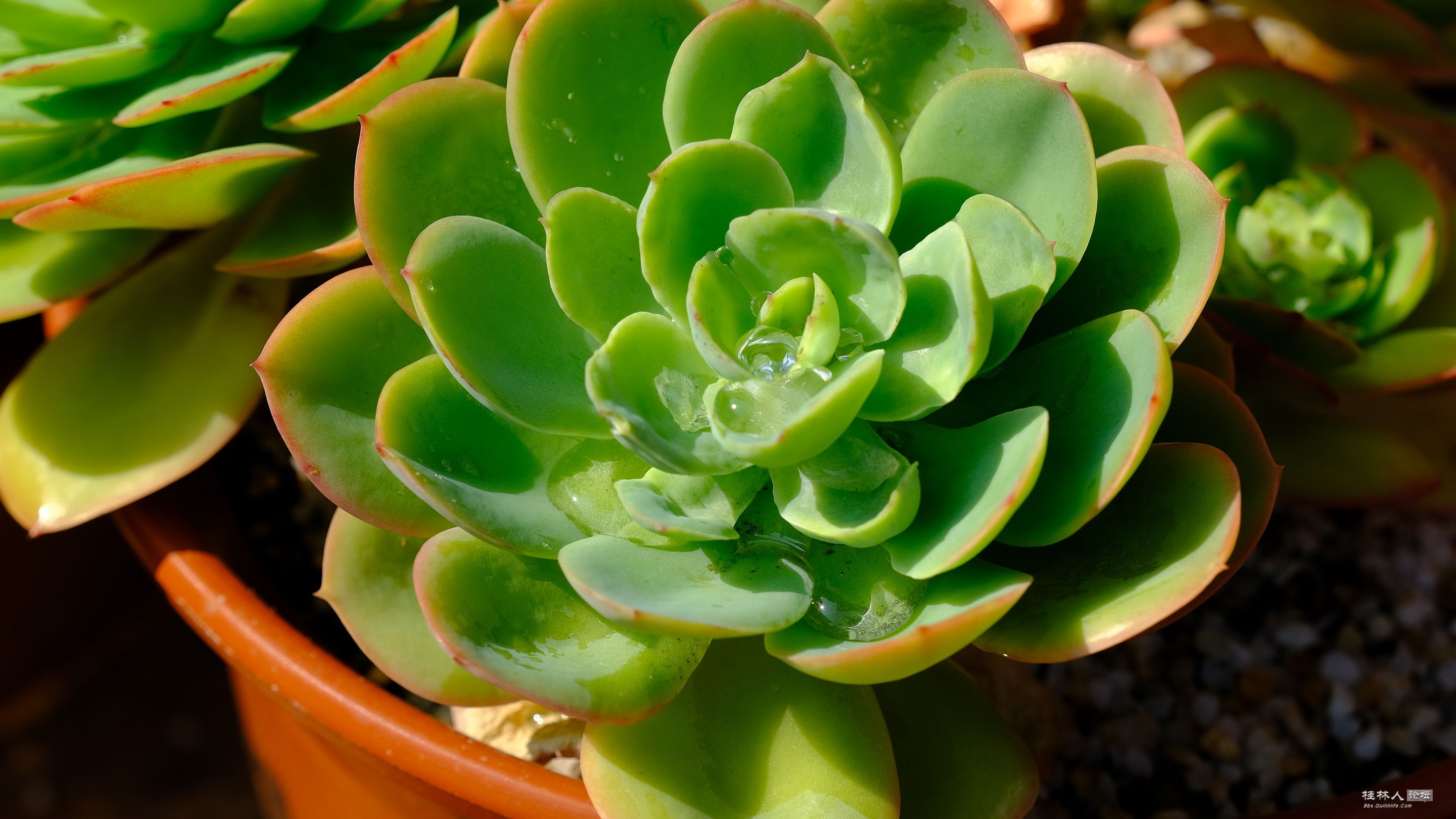 DSCF7053.JPG