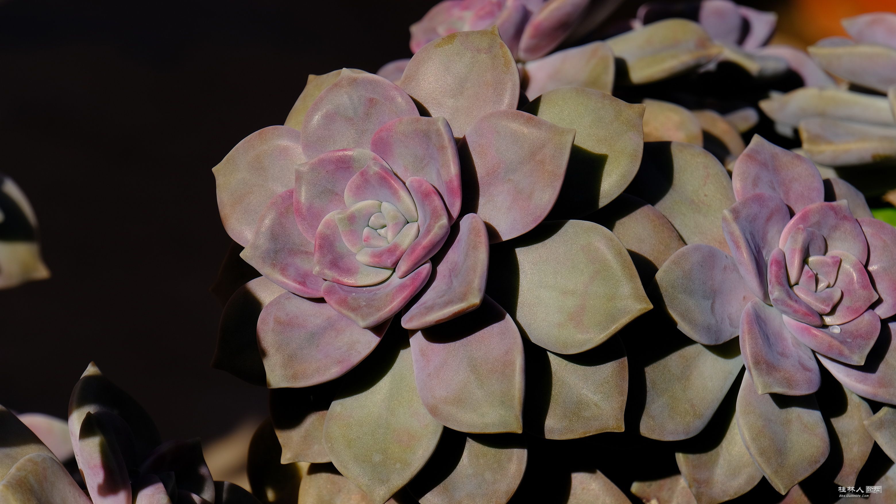 DSCF7172.JPG