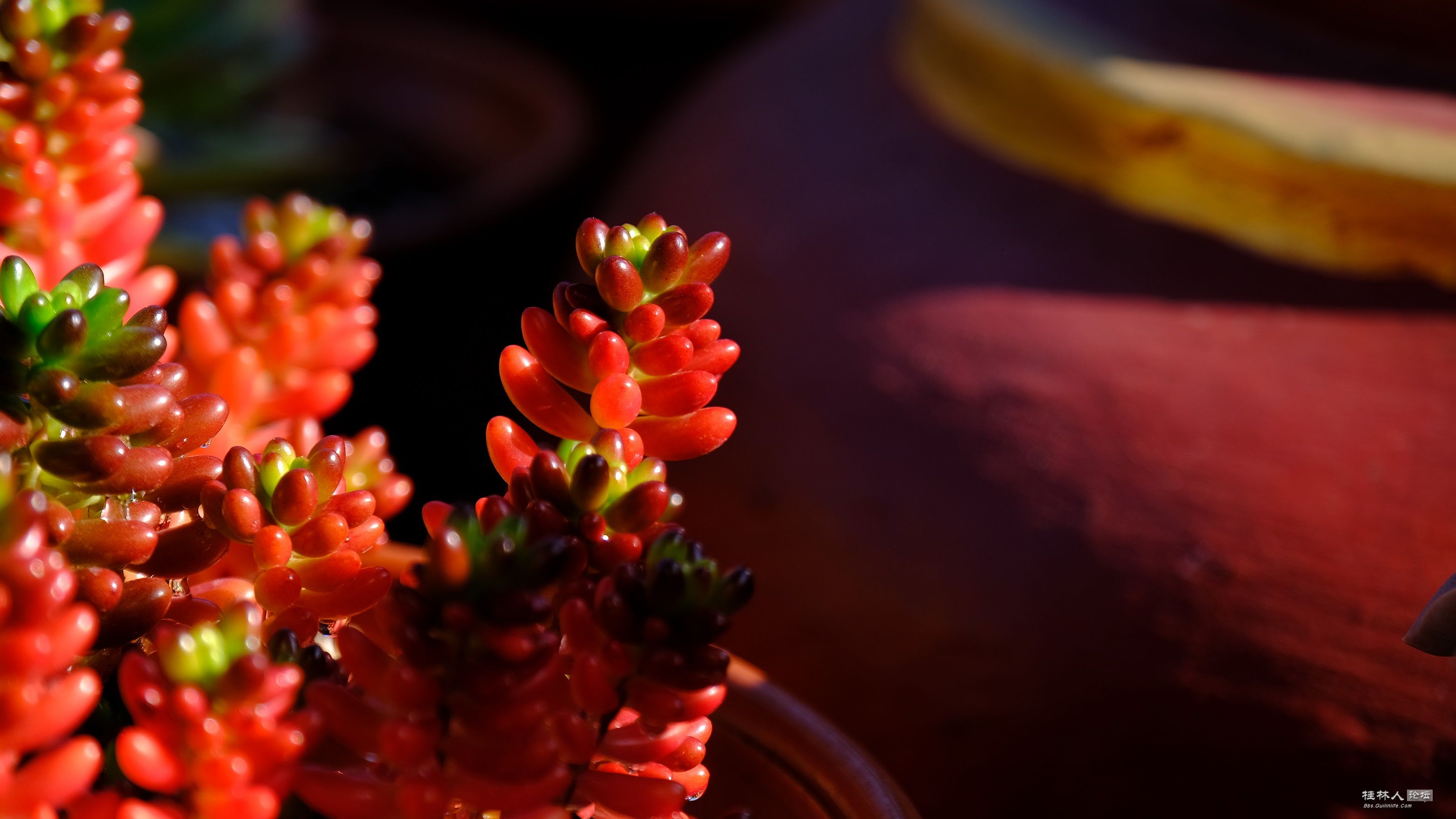 DSCF7187.JPG