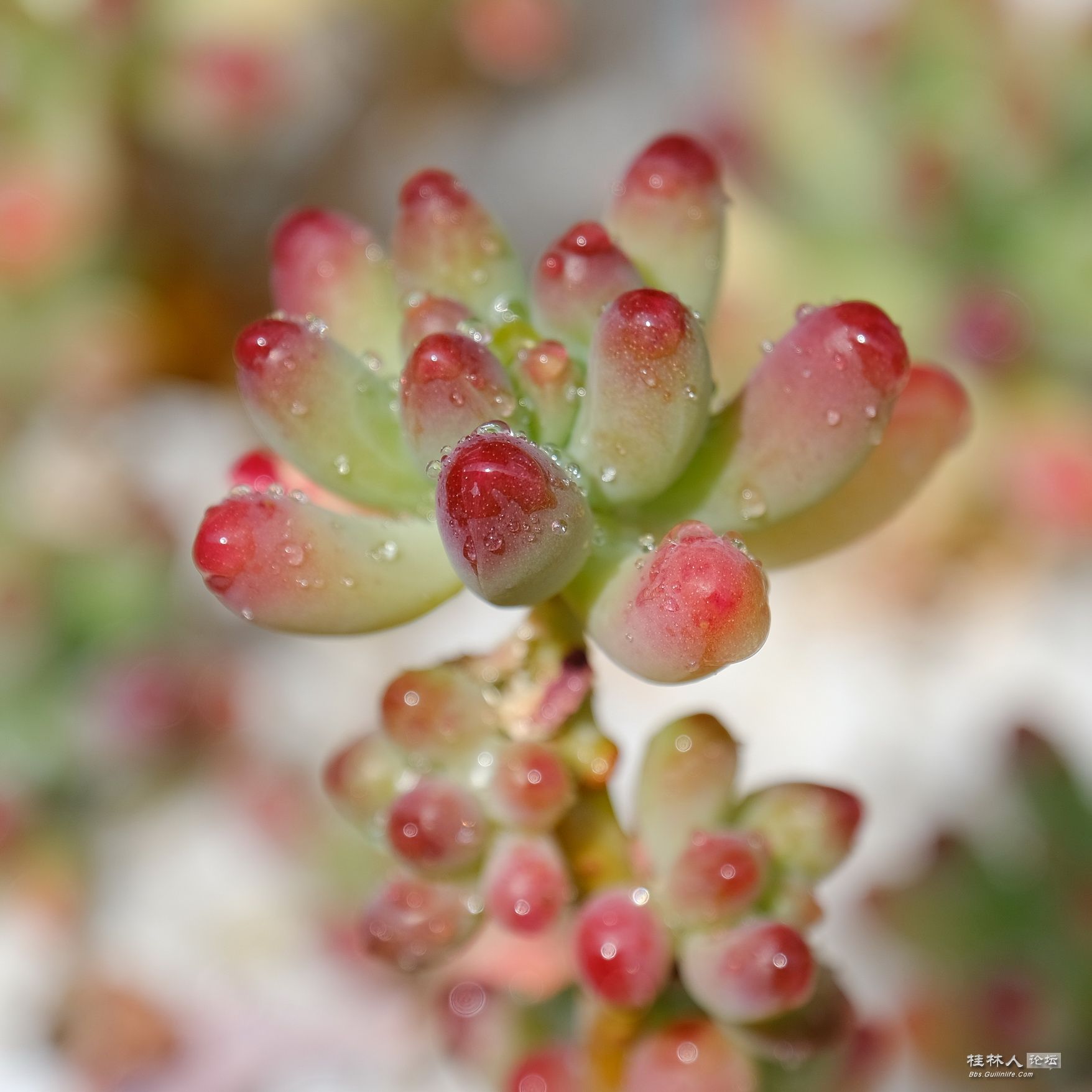 DSCF7250.JPG