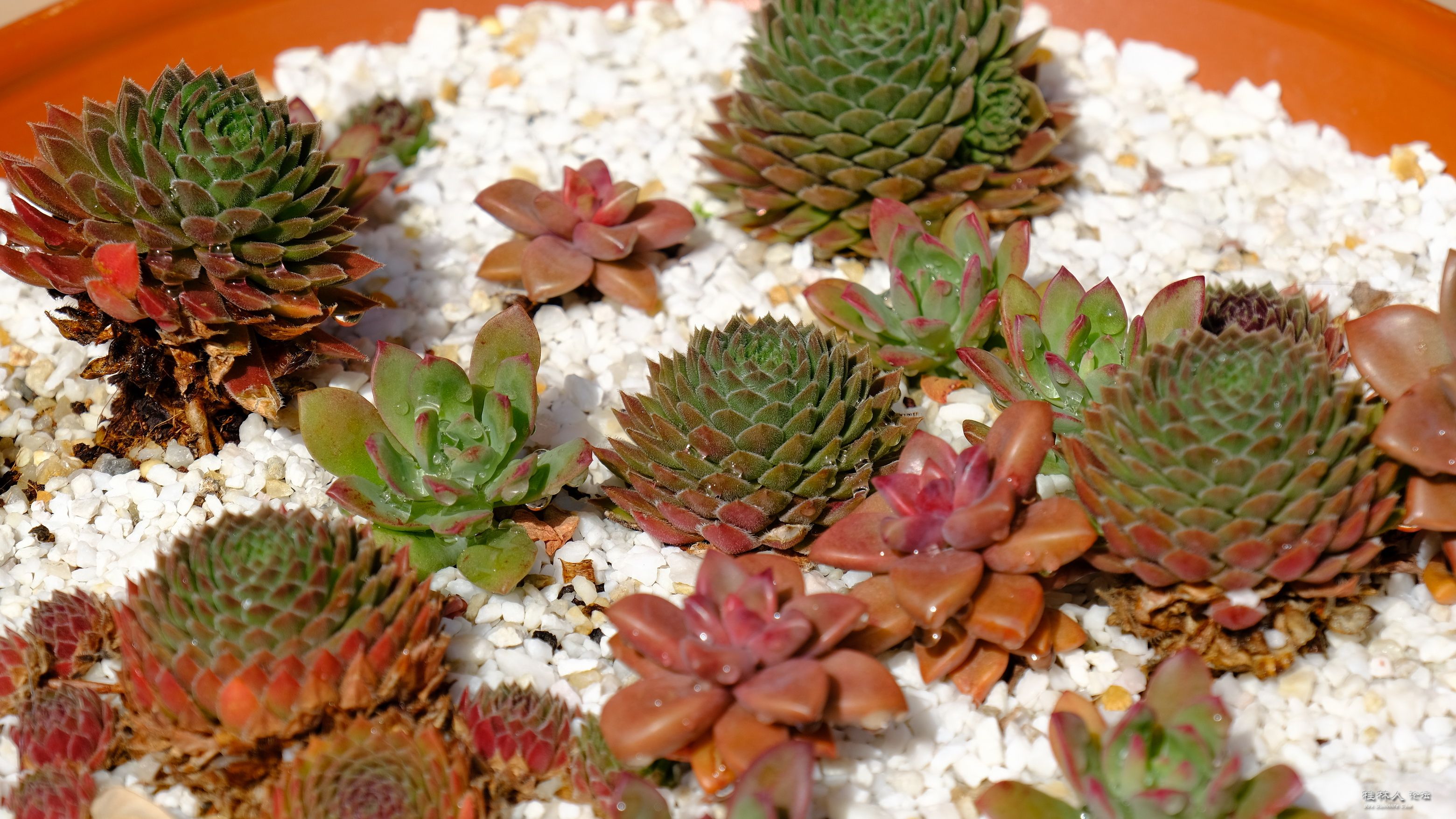 DSCF7293.JPG