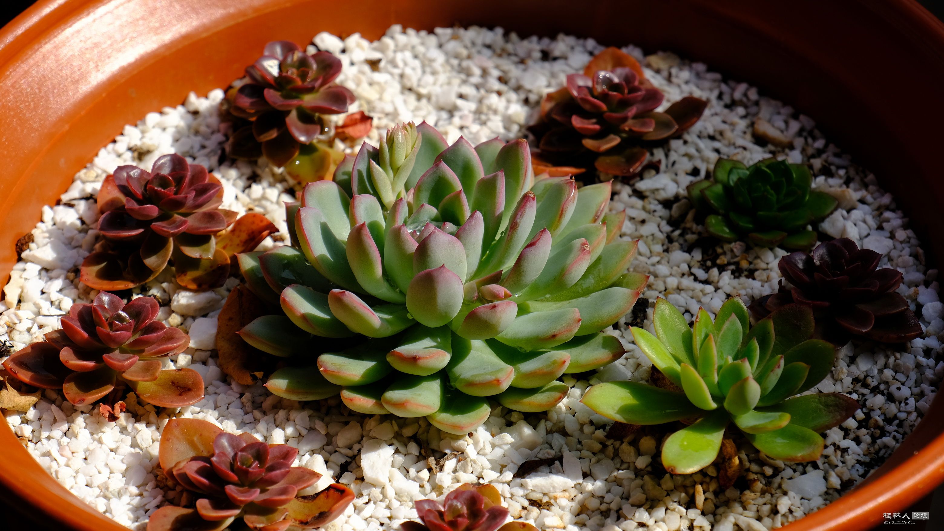 DSCF7297.JPG