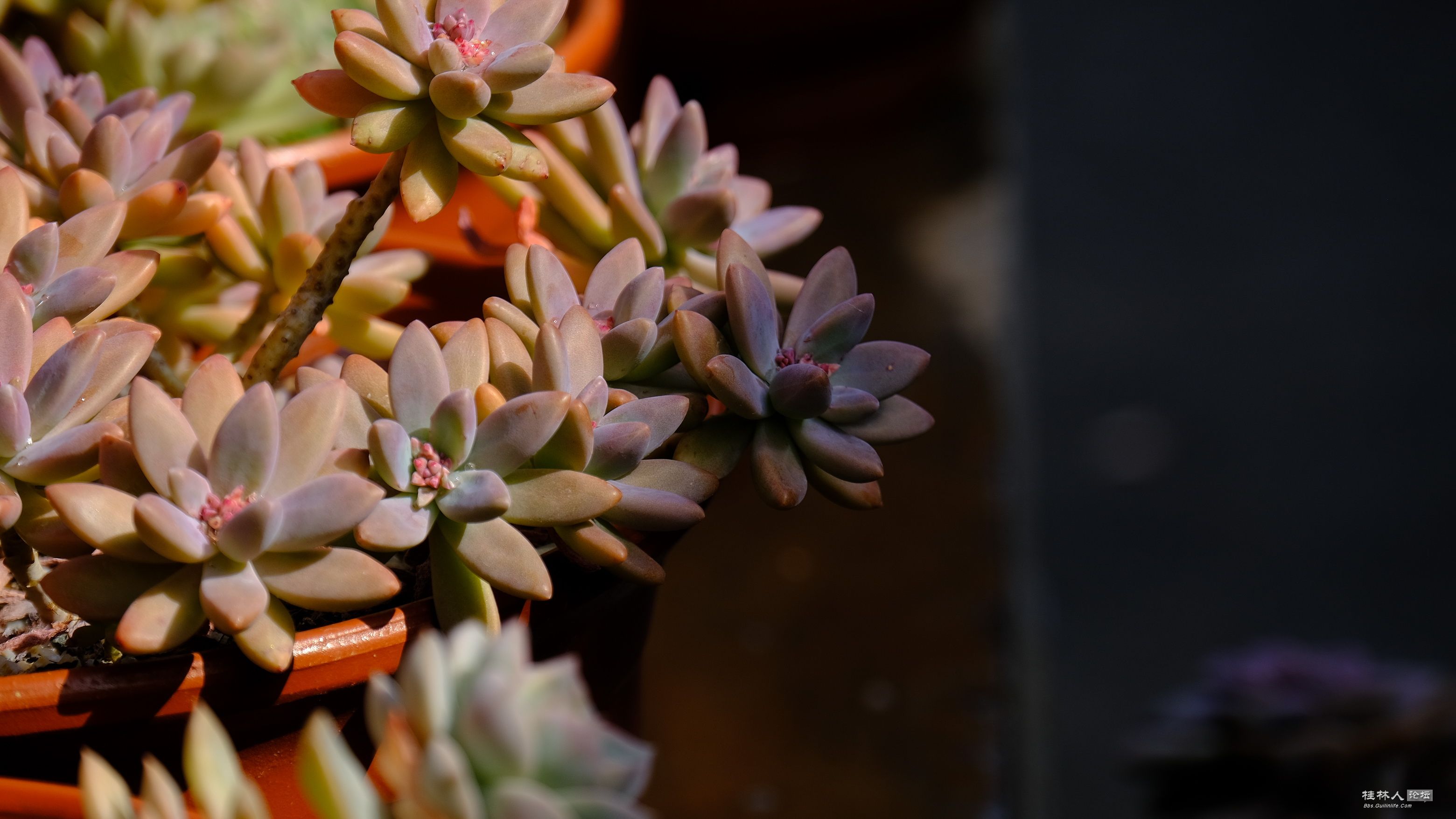 DSCF7337.JPG