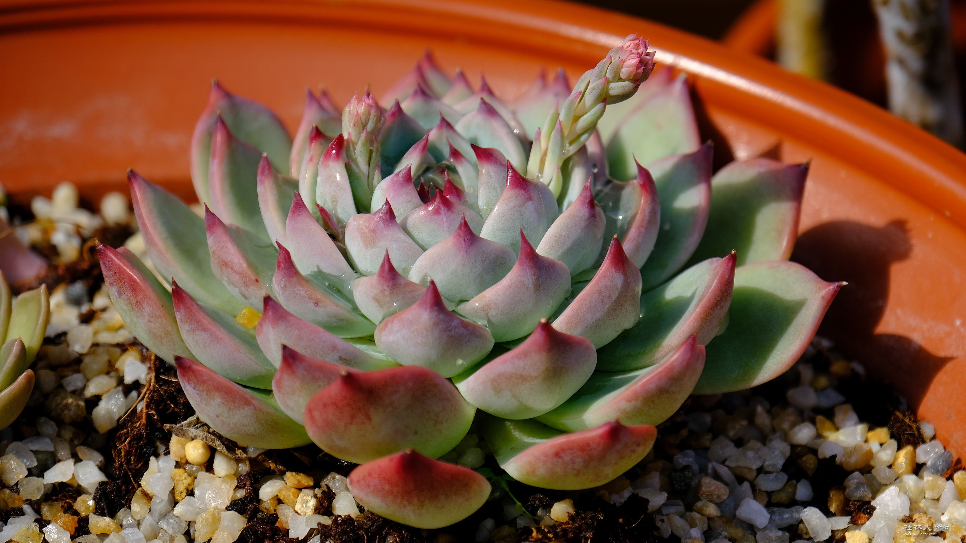 DSCF7334.JPG