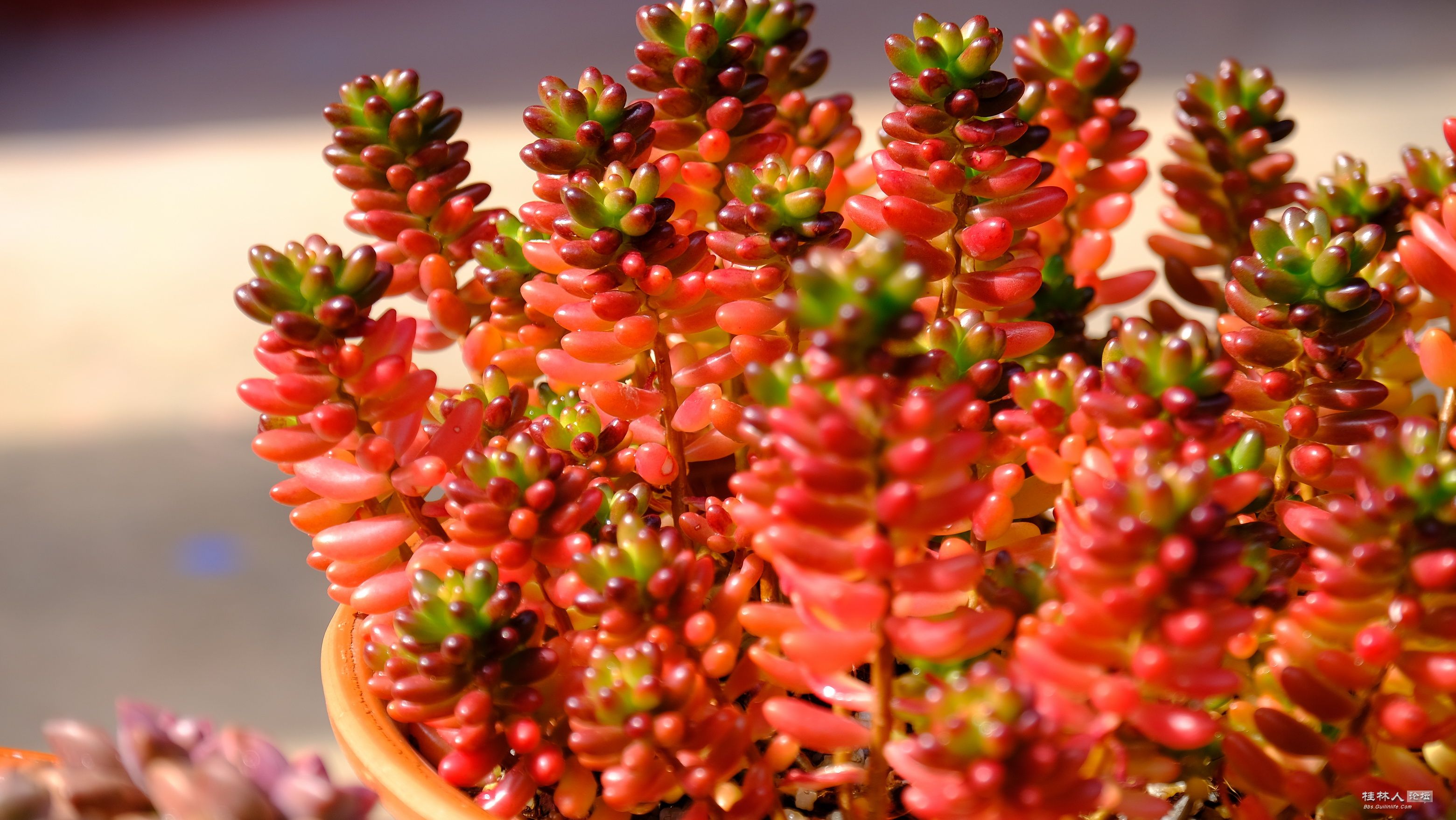 DSCF7351.JPG