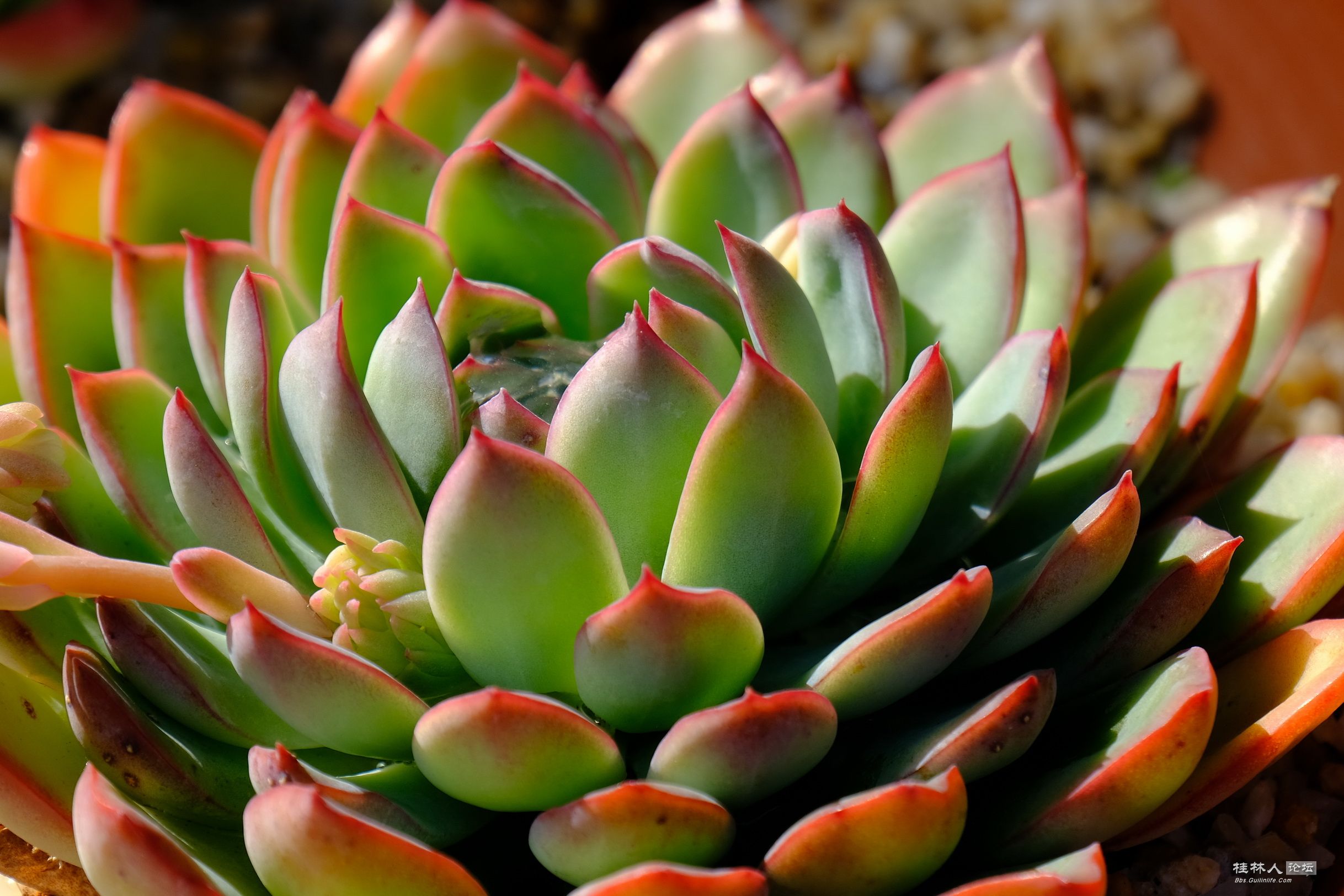 DSCF7367.JPG