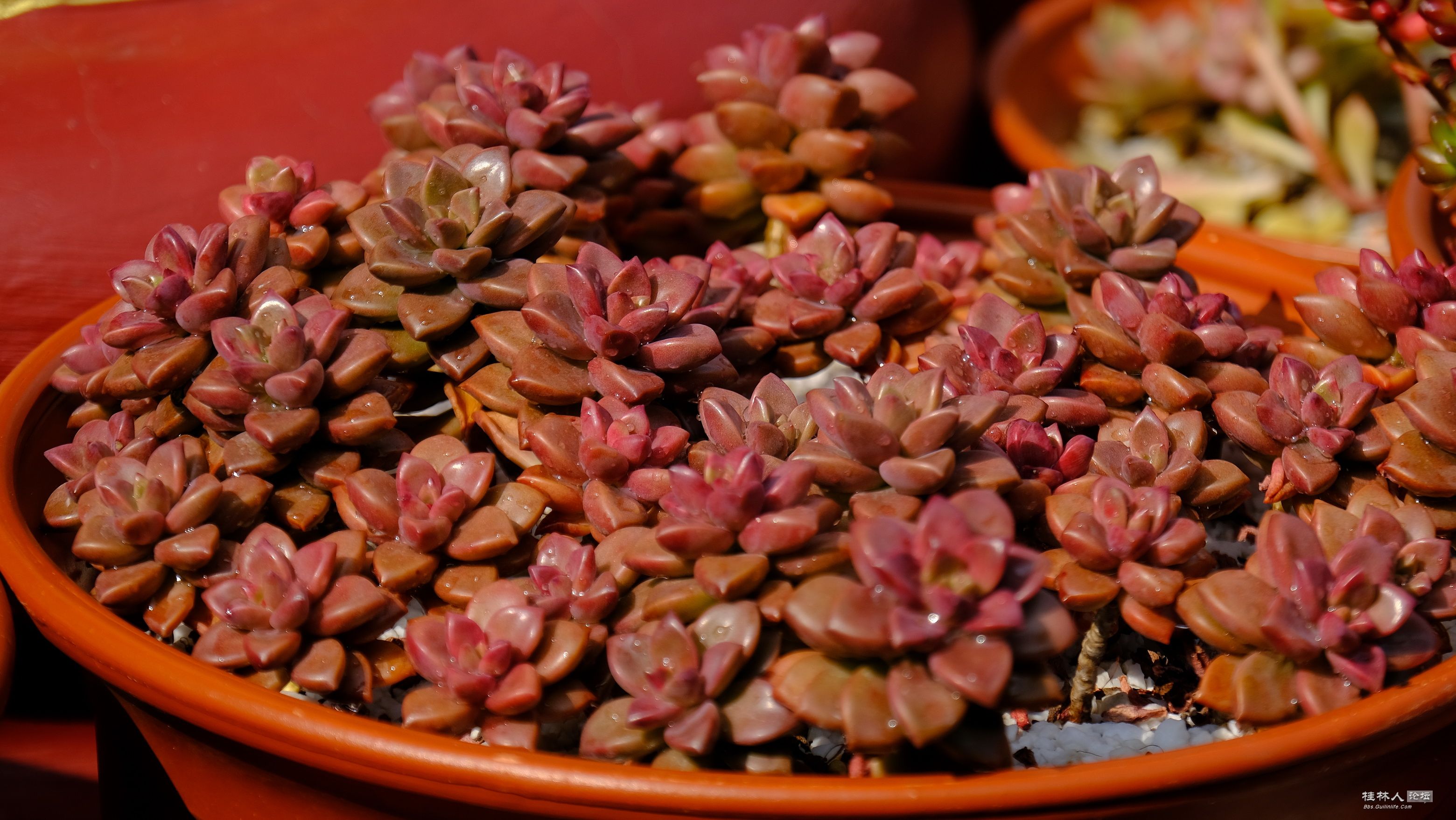 DSCF7772.JPG