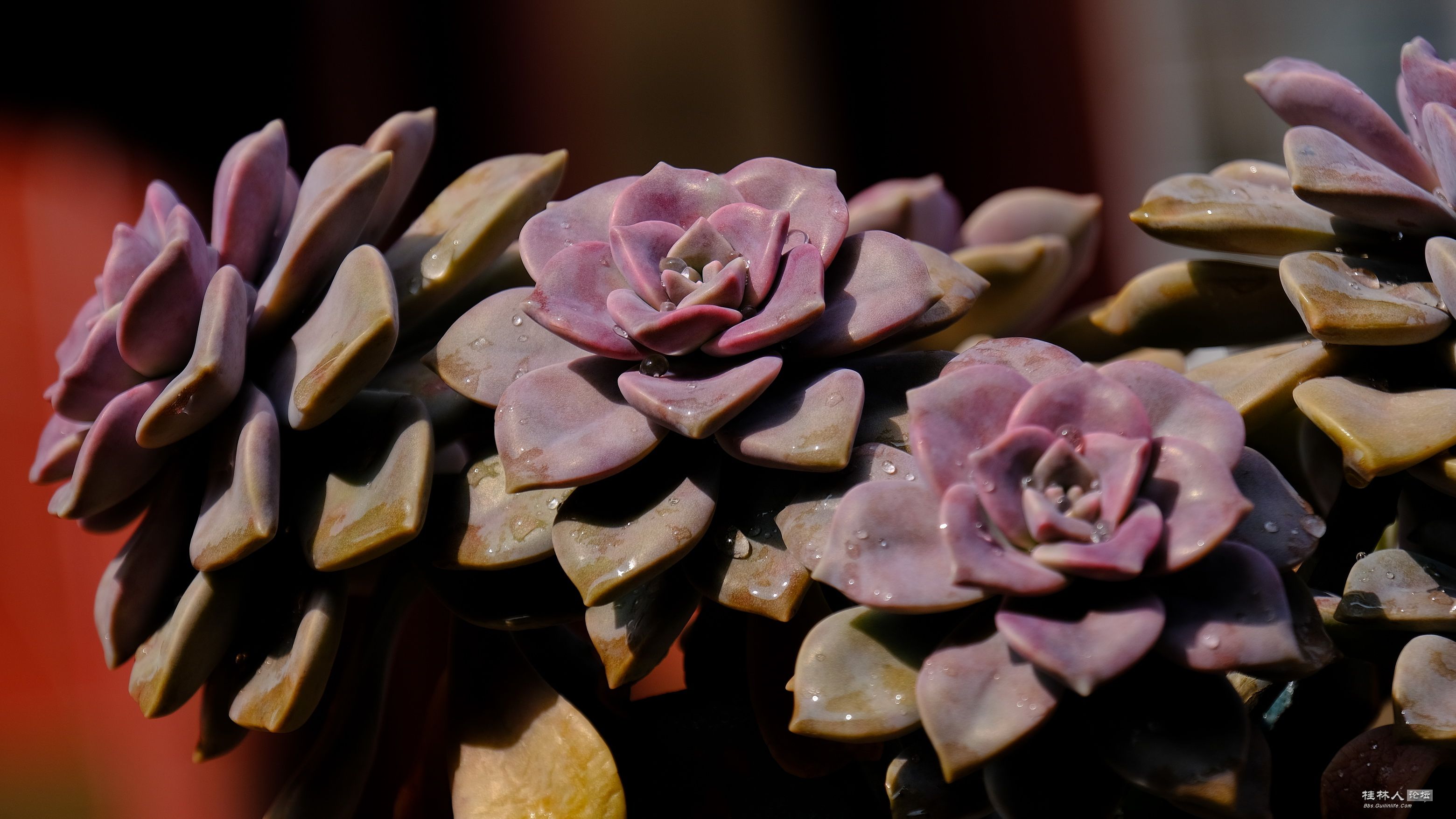 DSCF7777.JPG