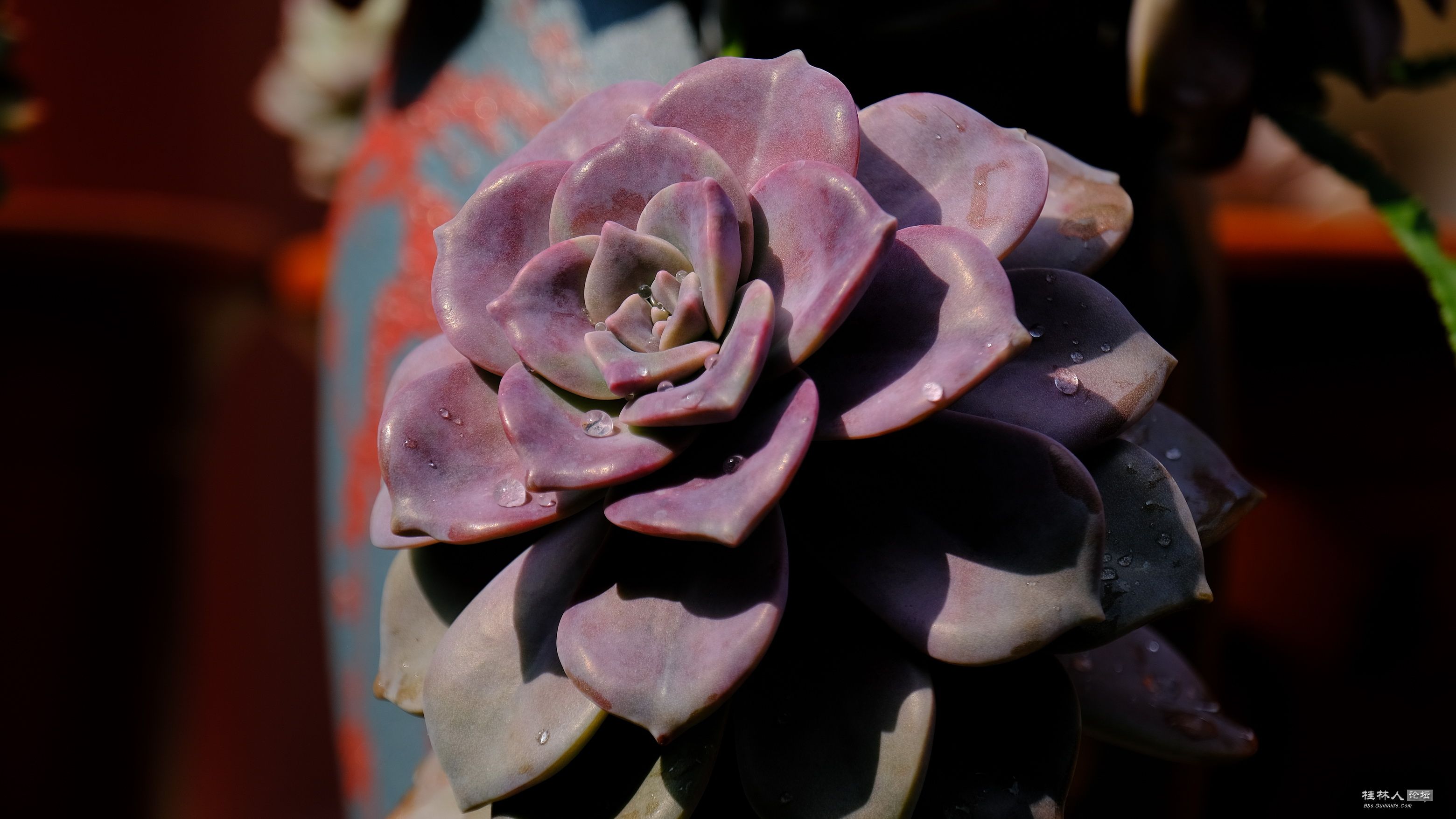 DSCF7775.JPG
