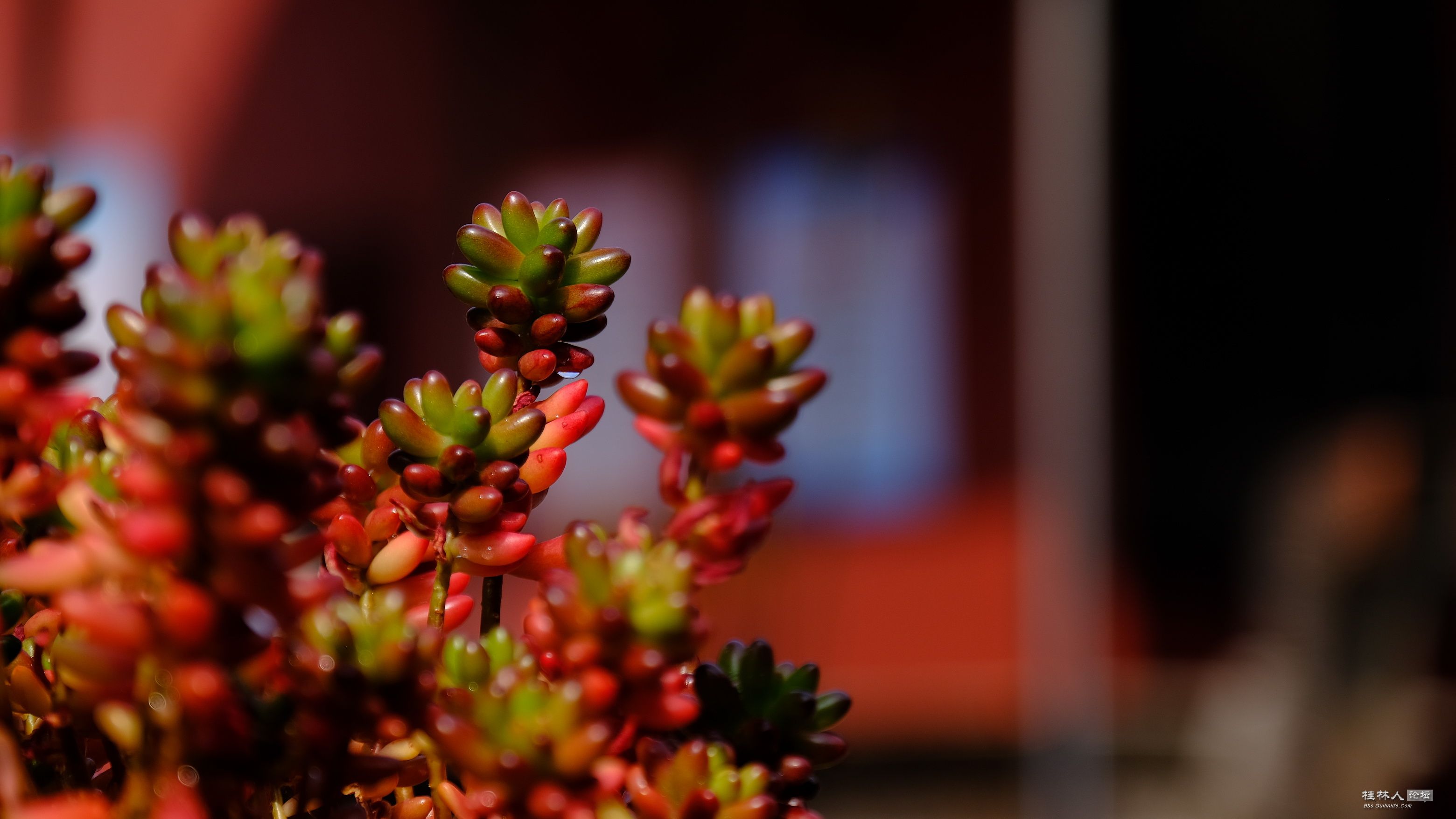 DSCF7783.JPG