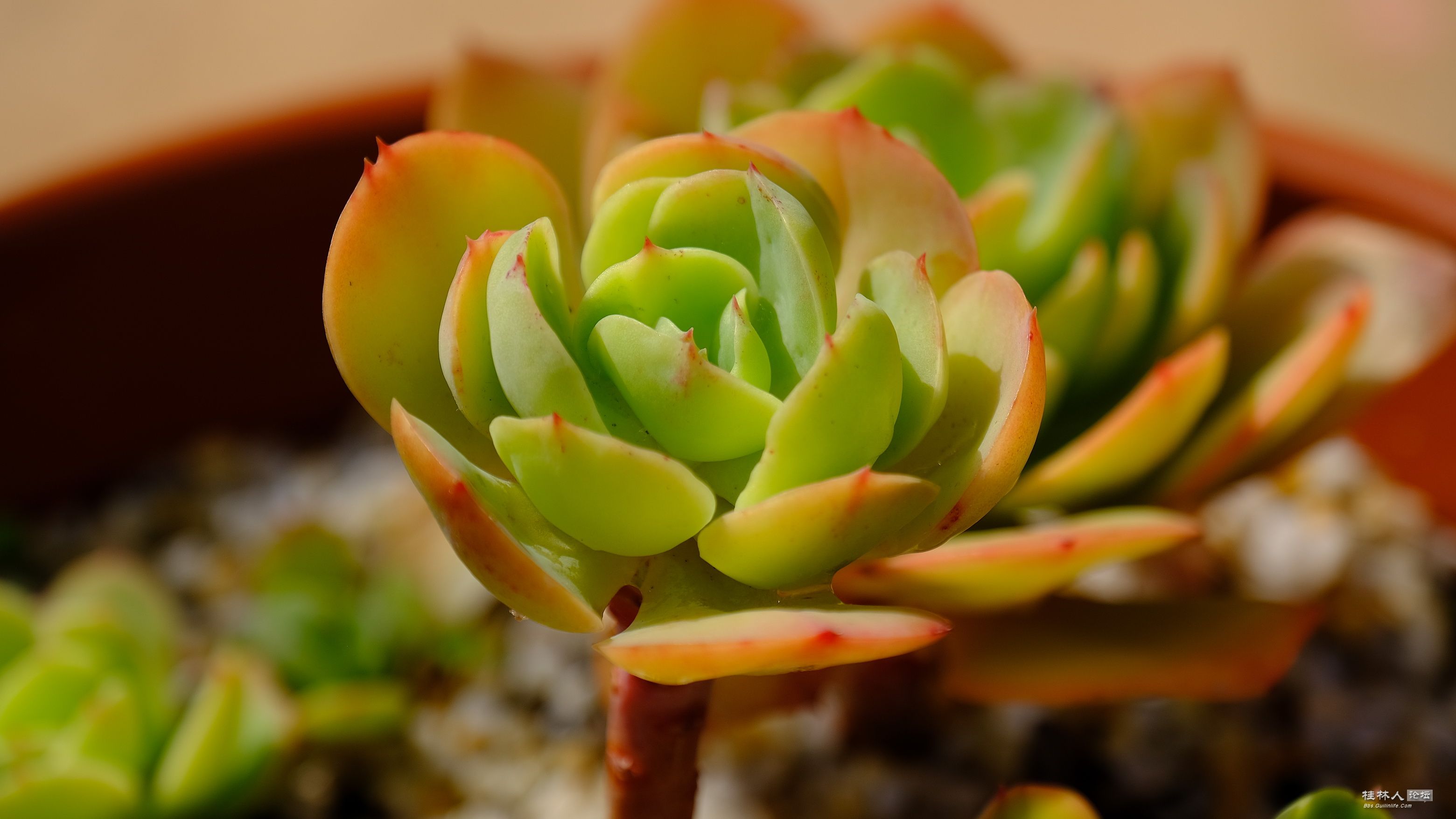 DSCF7789.JPG