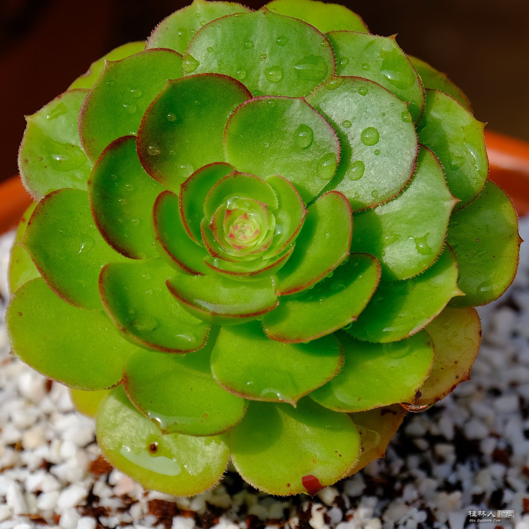 DSCF7790.JPG