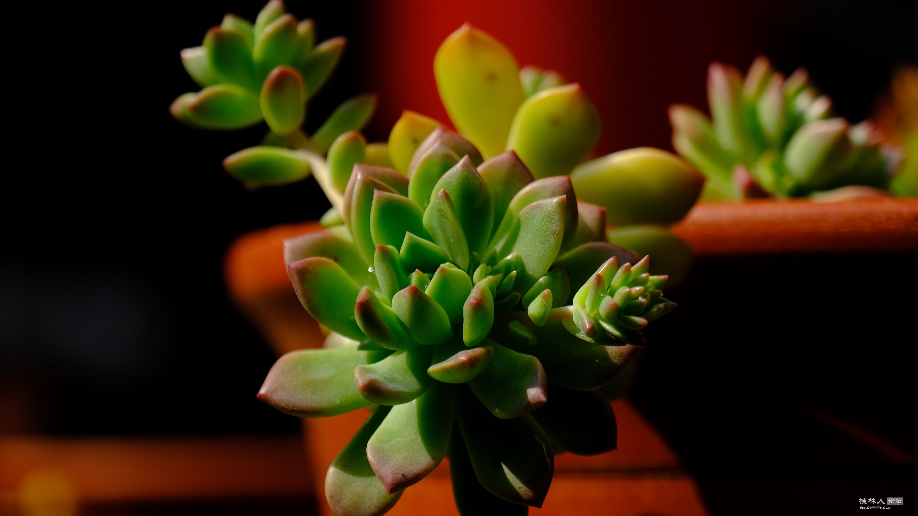 DSCF7804.JPG