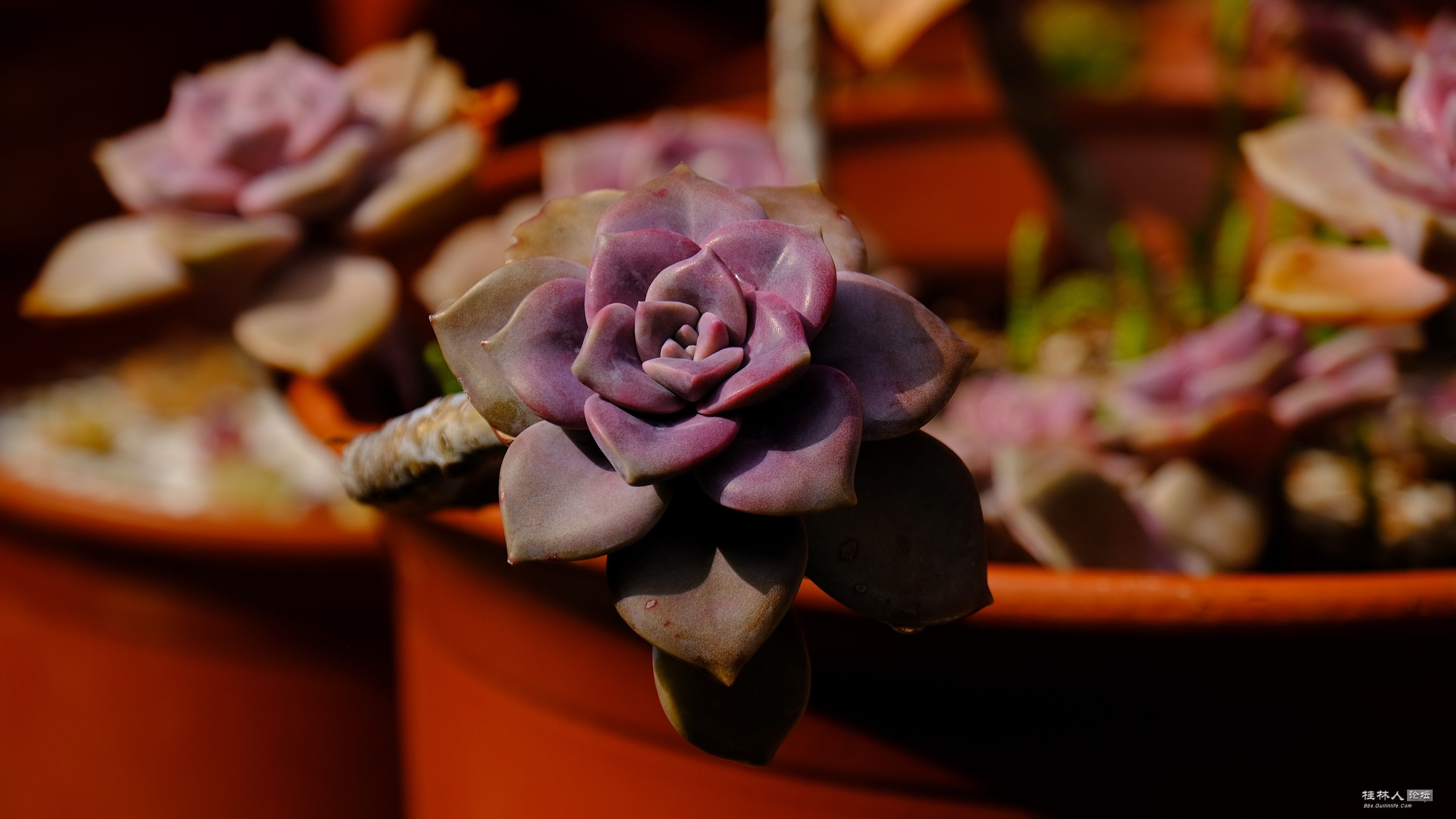DSCF7803.JPG