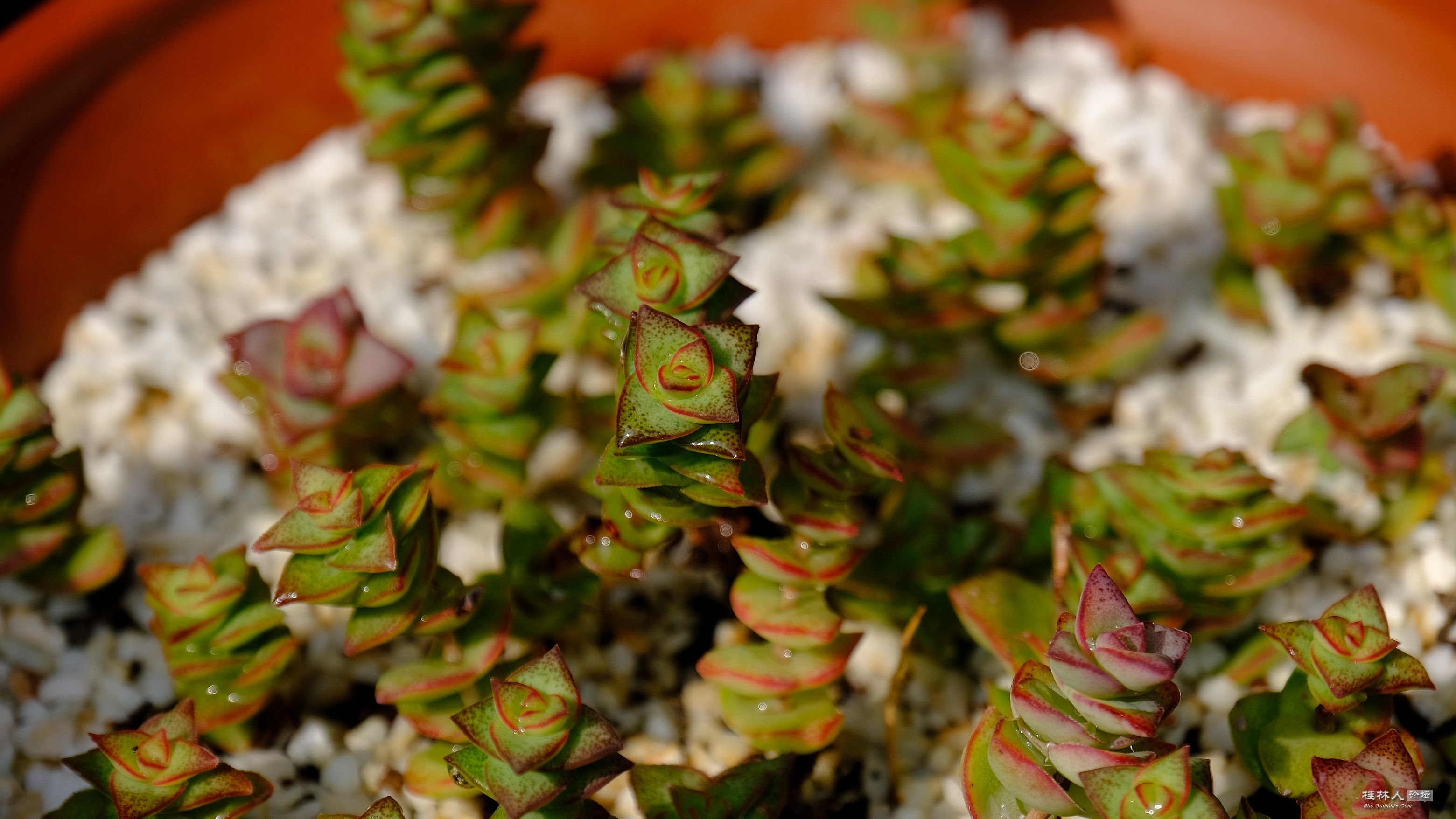 DSCF7817.JPG
