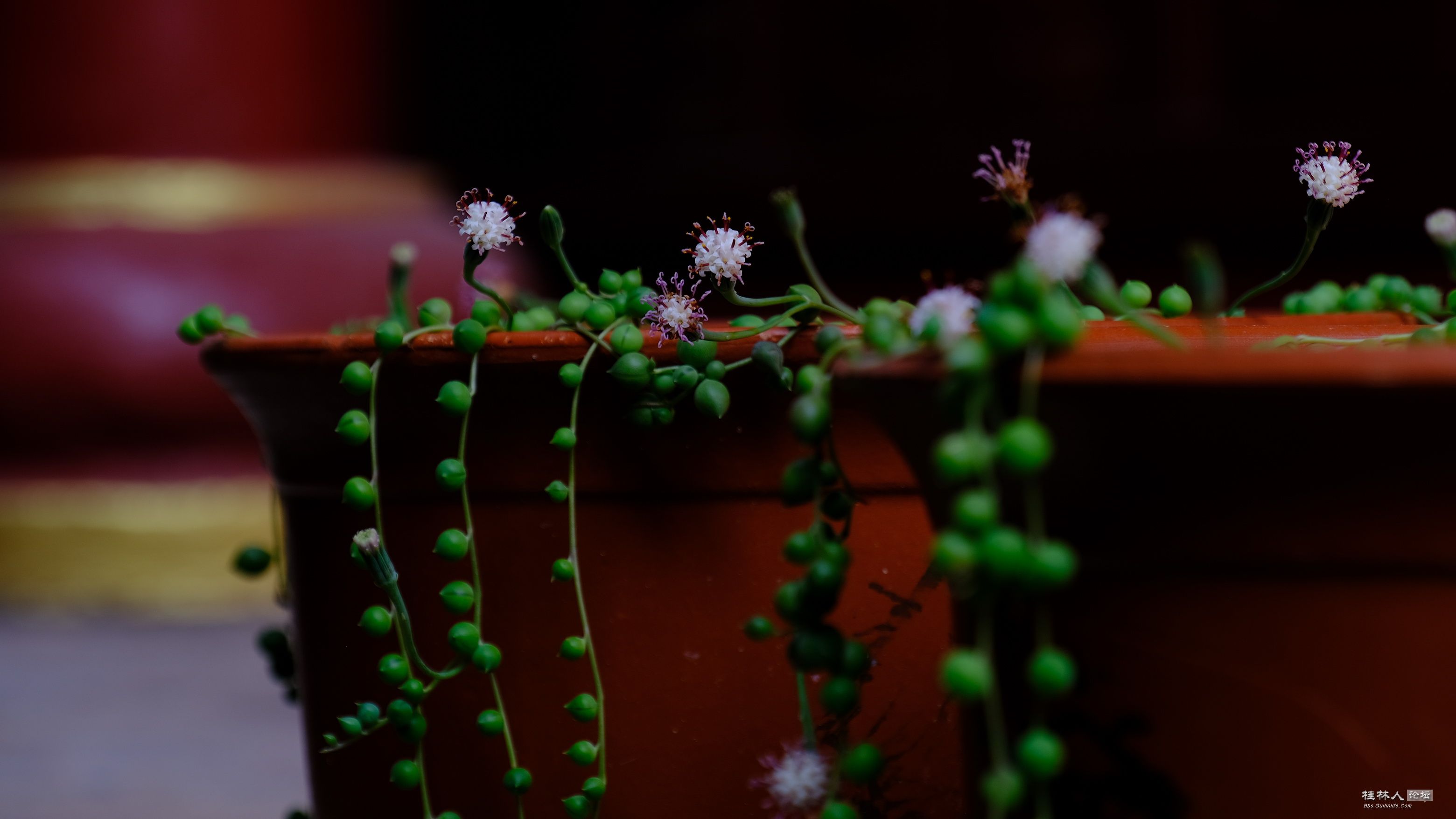 DSCF7809.JPG