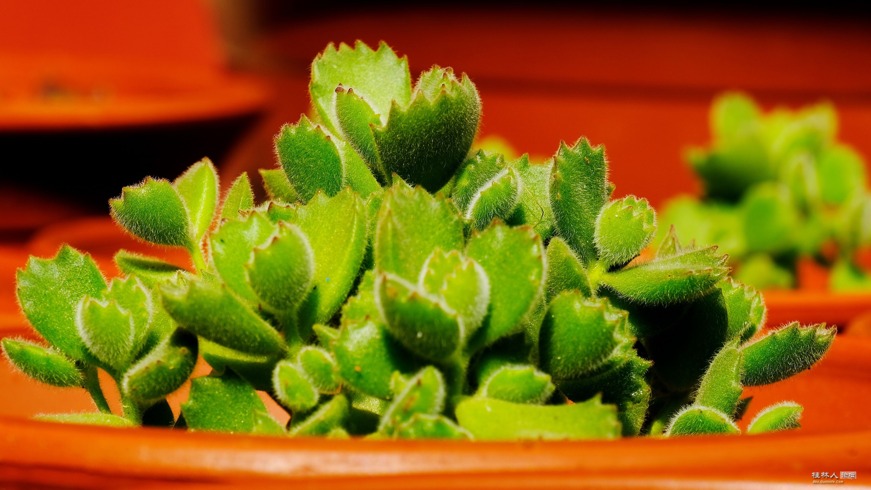 DSCF7829.JPG