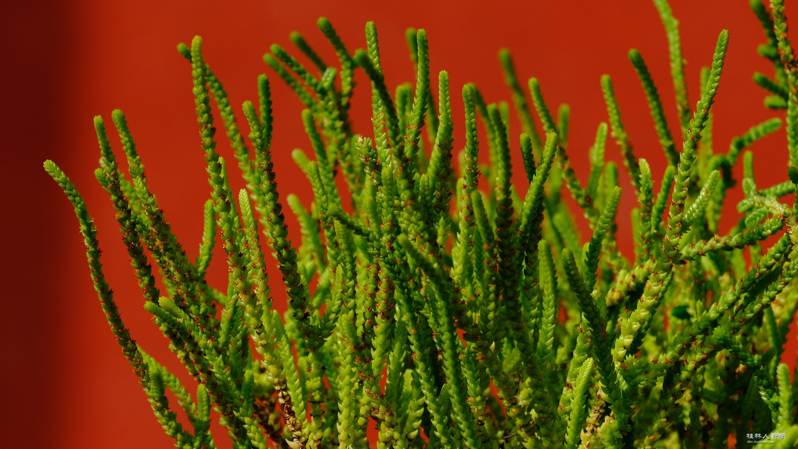 DSCF7825.JPG