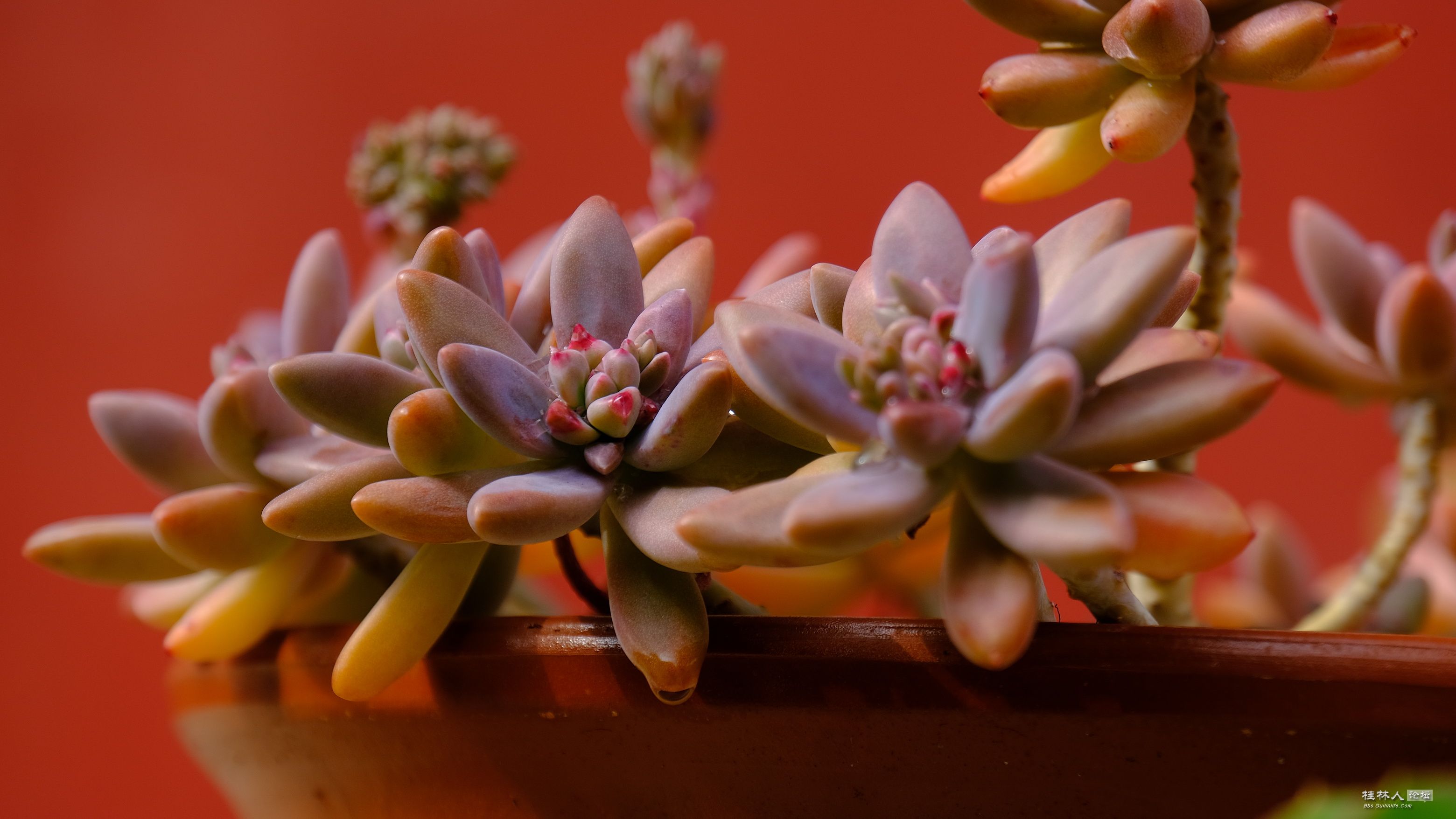 DSCF7850.JPG